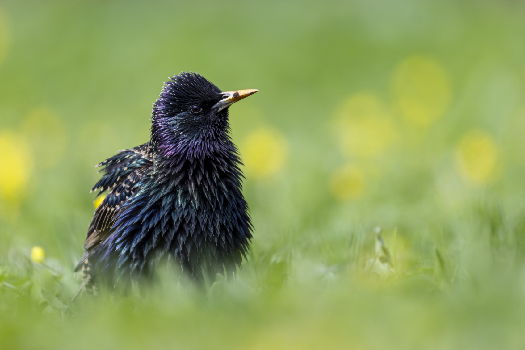 скворец, птицы, Ruslan Pl