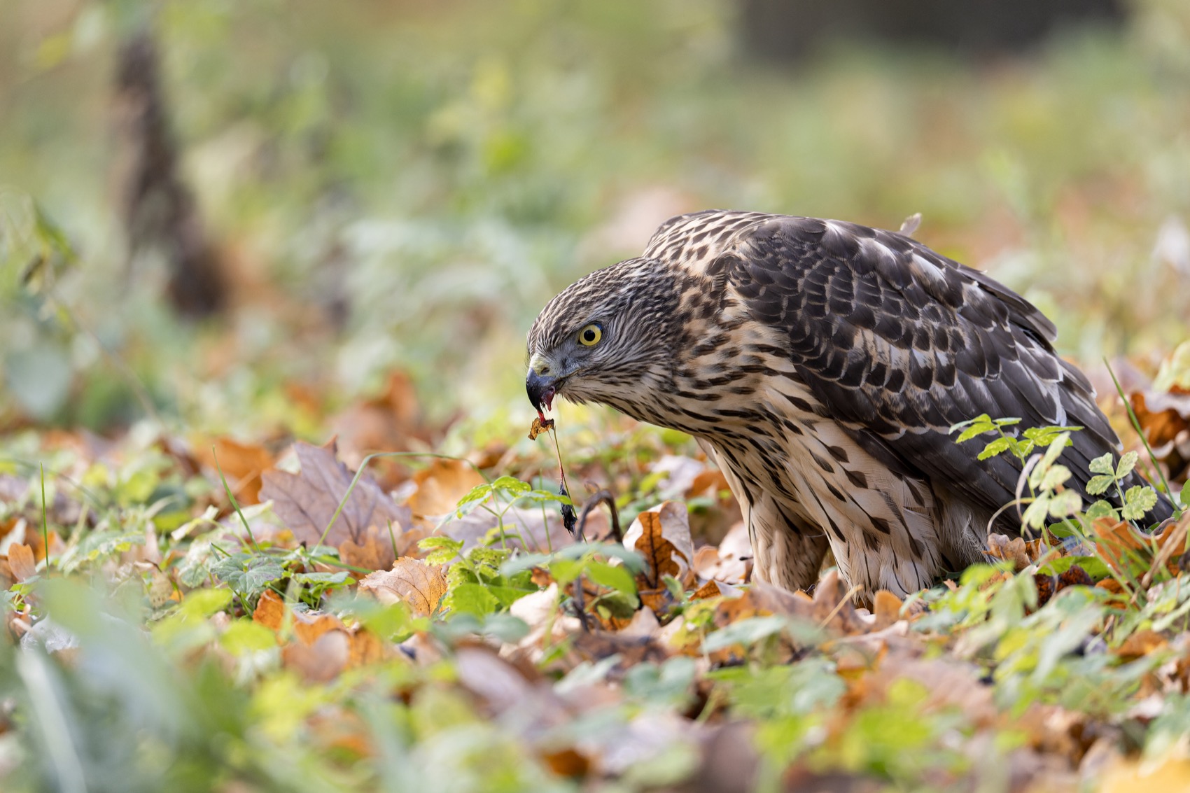ястреб тетеревятник, ястреб, тетеревятник, птицы, ястреб-тетеревятник, хищники, хищная птица. hawk, birds, goshawk, Ruslan Pl