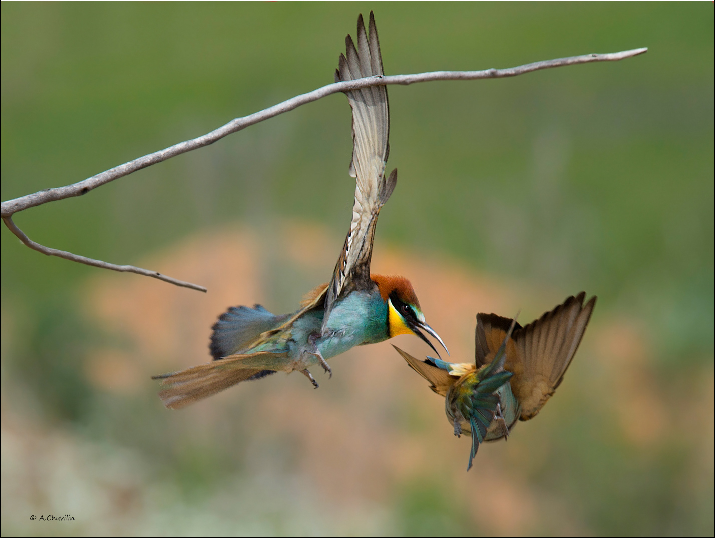 щурки,май,схвачу, Александр Чувилин