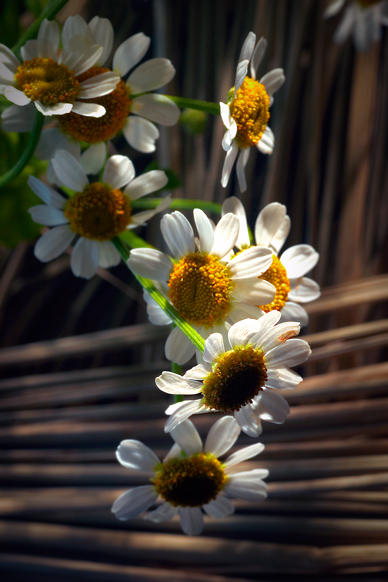 , Андрей Петросян