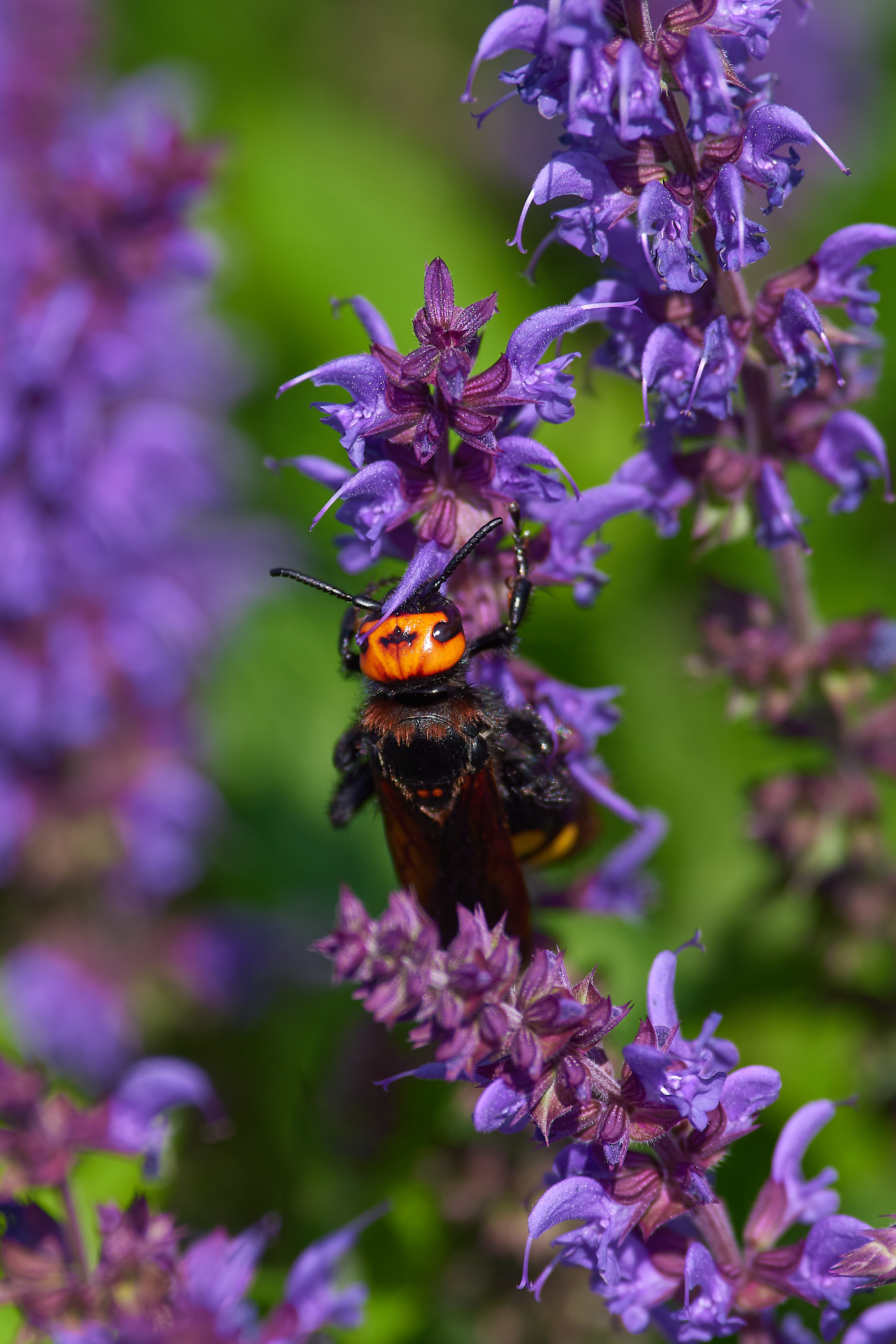 сколия, сколия гигант, сколия-гигант,, Павел Сторчилов