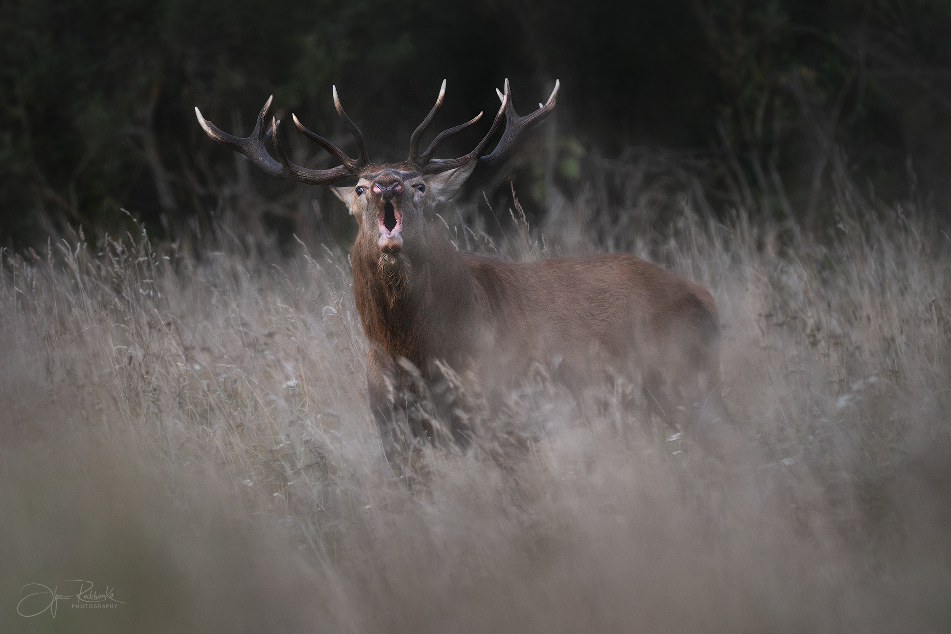 олень, беларусь, гон, deer, rut, осенний гон, красный бор, олени, осень, рассвет, red deer, туман, беларусь, красный бор, Рудченко Ольга