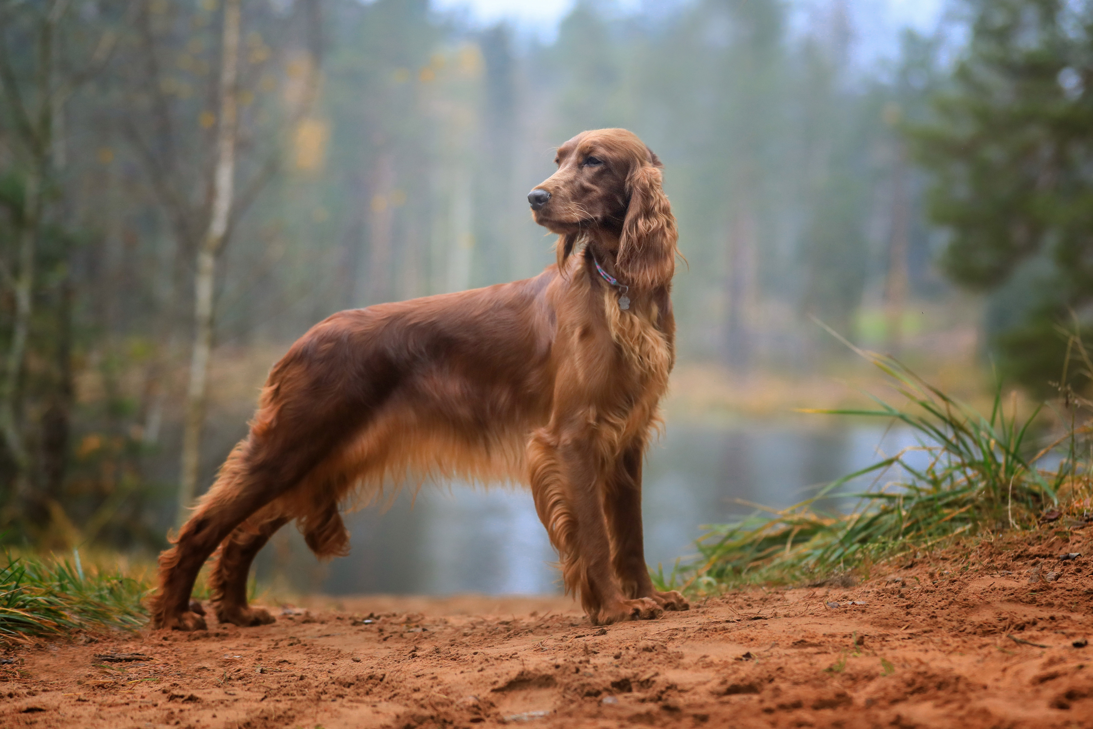 , Андрей Ершов