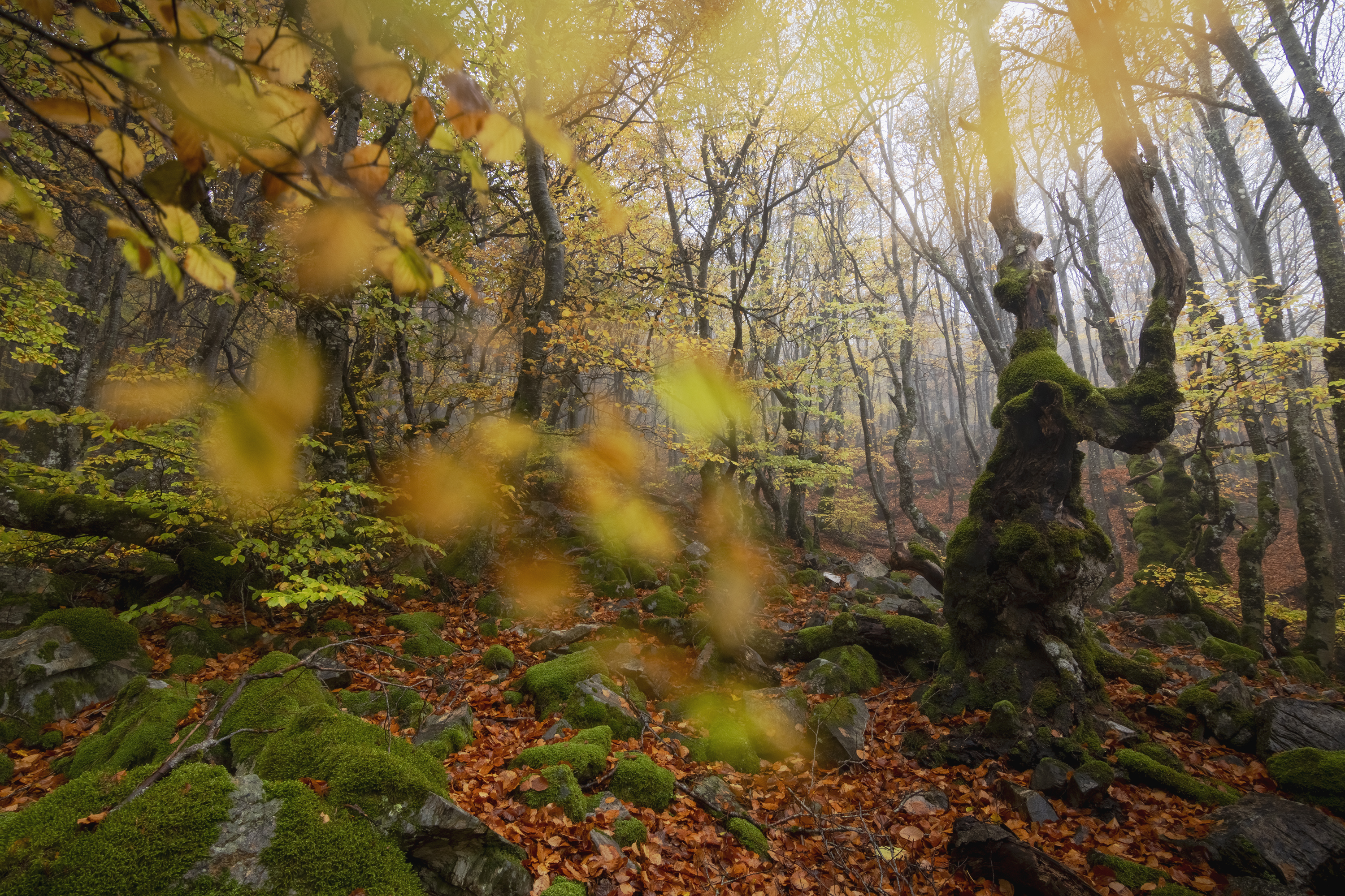 photography, mountain, autumn, flower, landscape, photo, awakening, flowers, land, landmark, lands, dramatic ligth, ligth, mountains, jimenez millan samuel