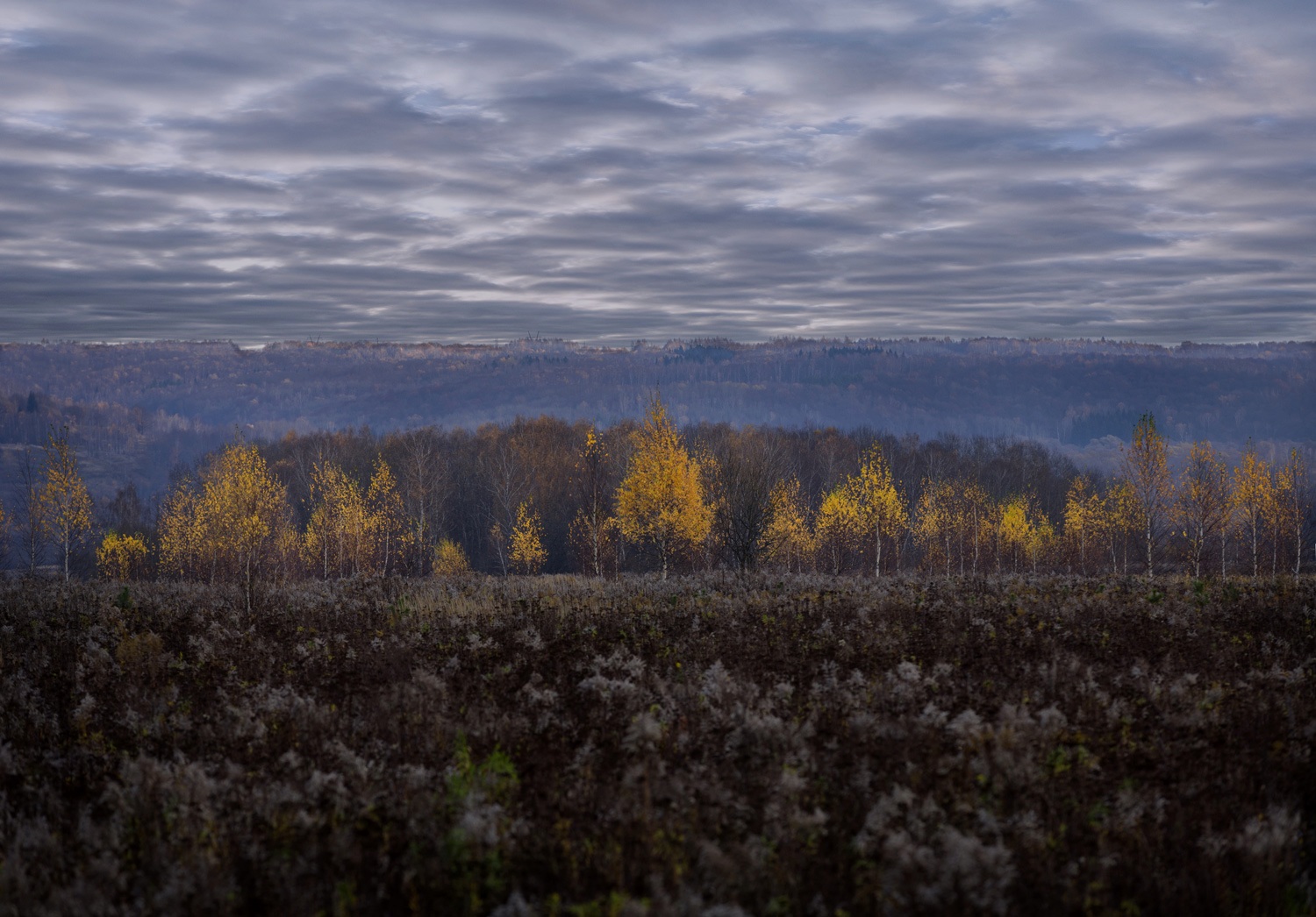 лес, свет, день, природа, Баранов Олег