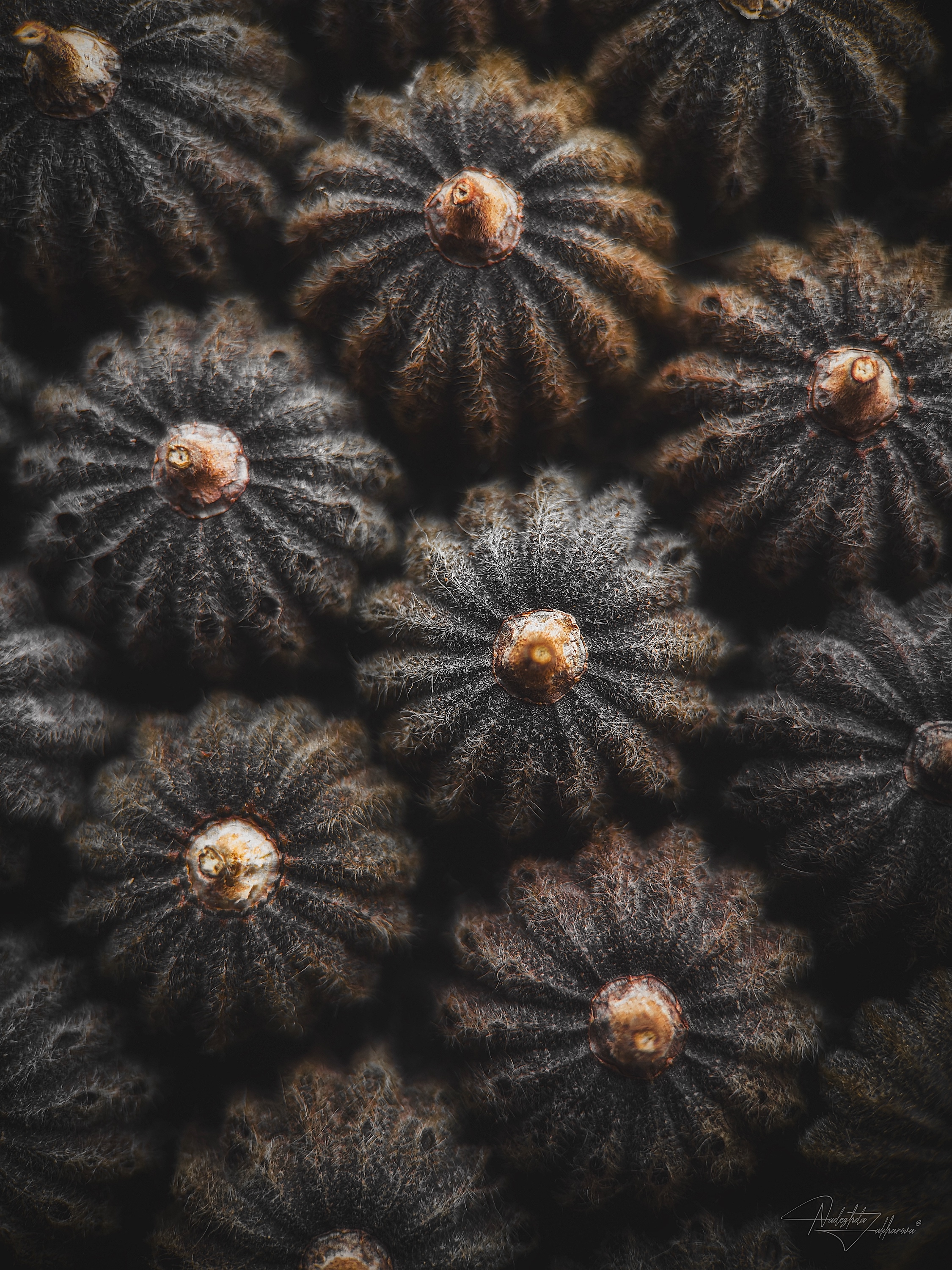 макро, макрофотография, фактуры, фактуры осени, травы, полевые травы, мобильная фотография, Nadezhda Zakharova