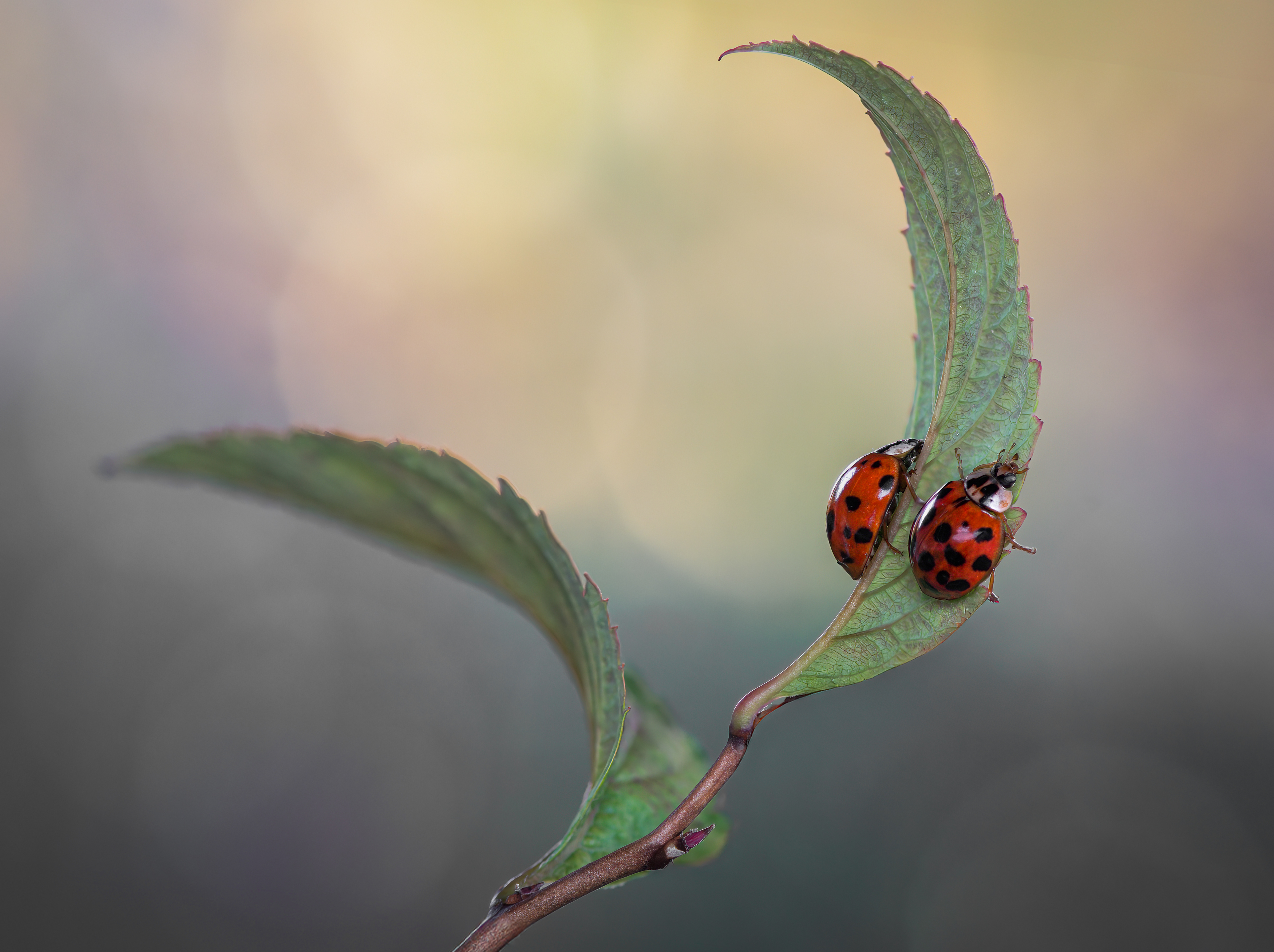 ladybug, beetle, insect, flower, macro, bugs, ladybird,, Atul Saluja