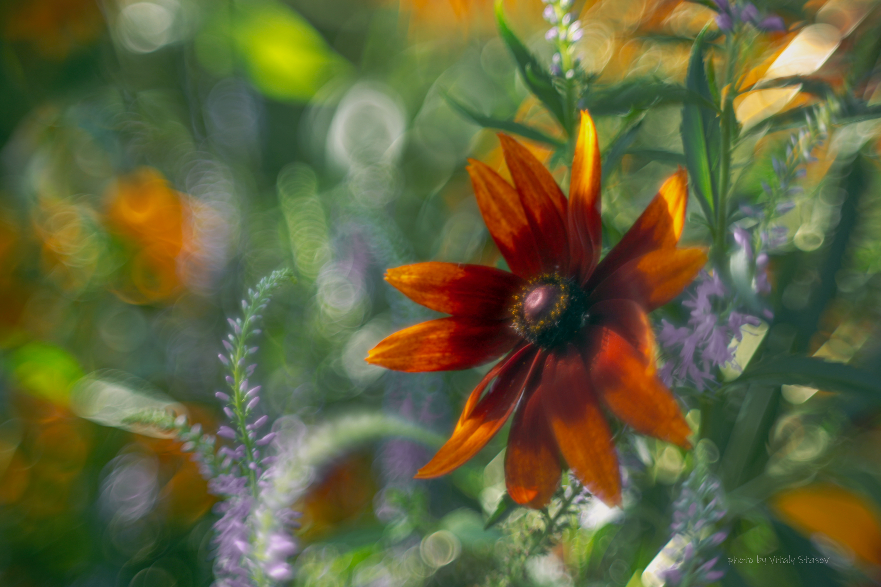 цветы, гелиос, макро, аромат, flowers, flower, Стасов Виталий