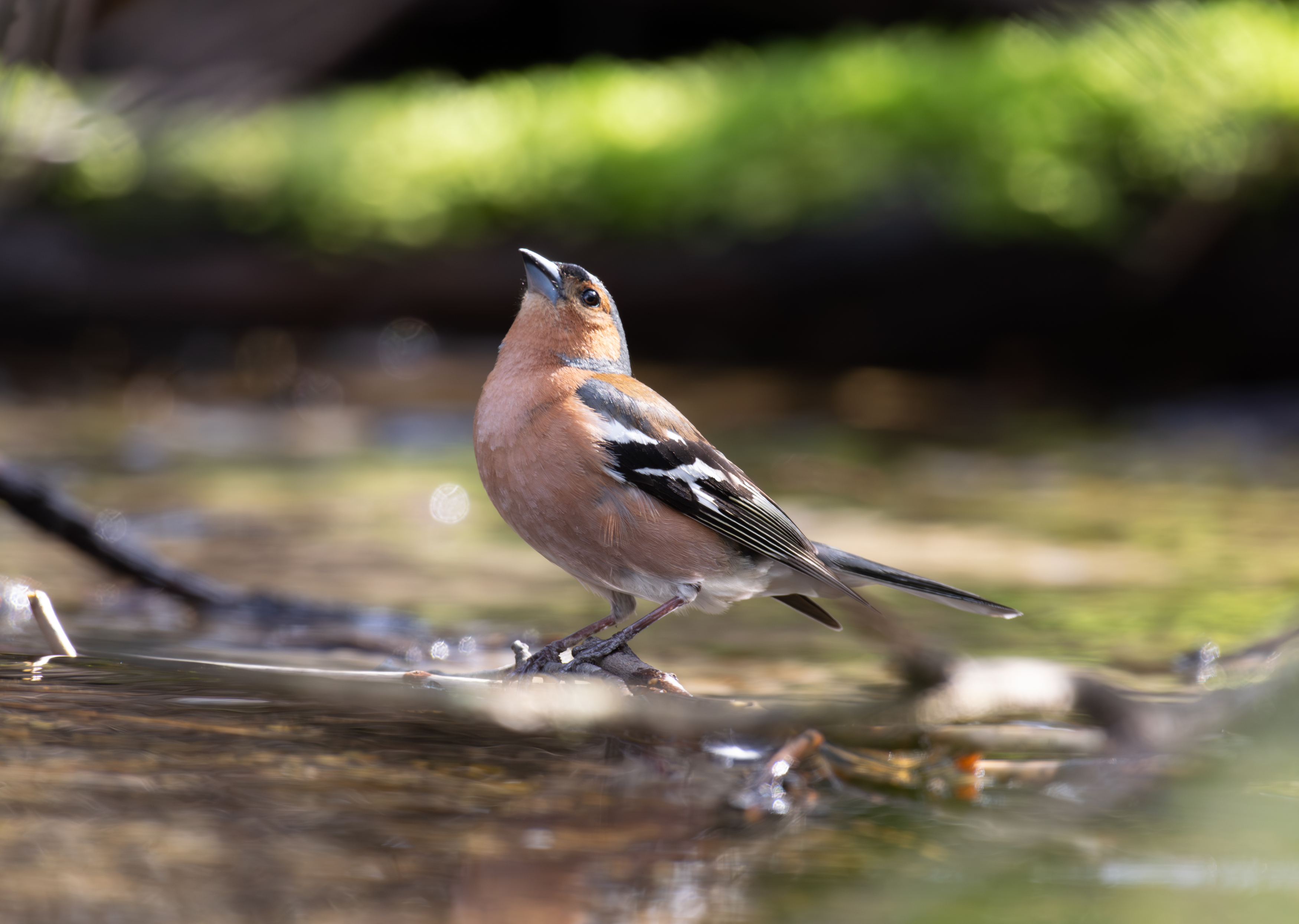 , Алексей Савельев