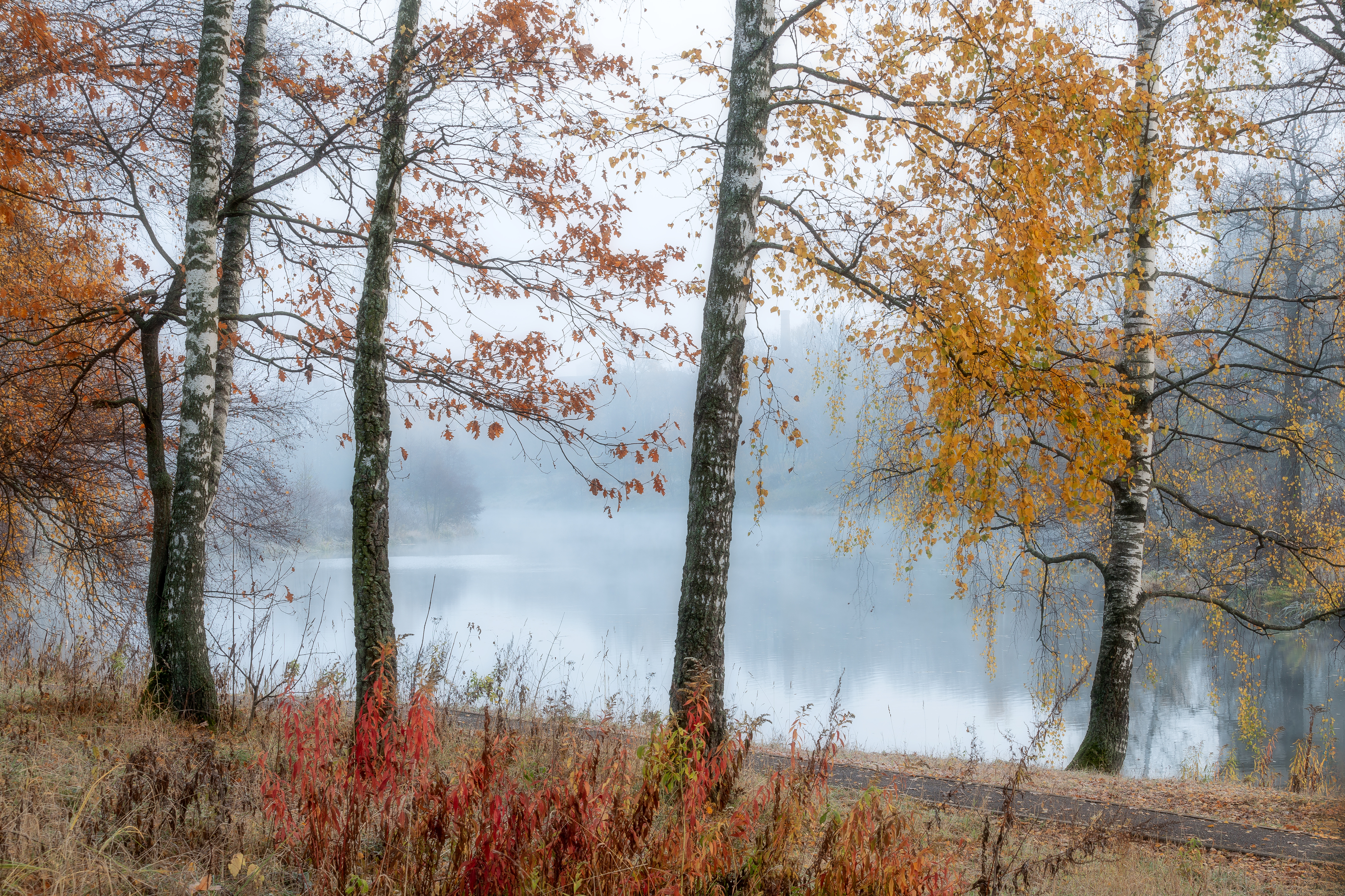 туман, осень, природа, пейзаж, осенний пейзаж, Мартыненко Дмитрий