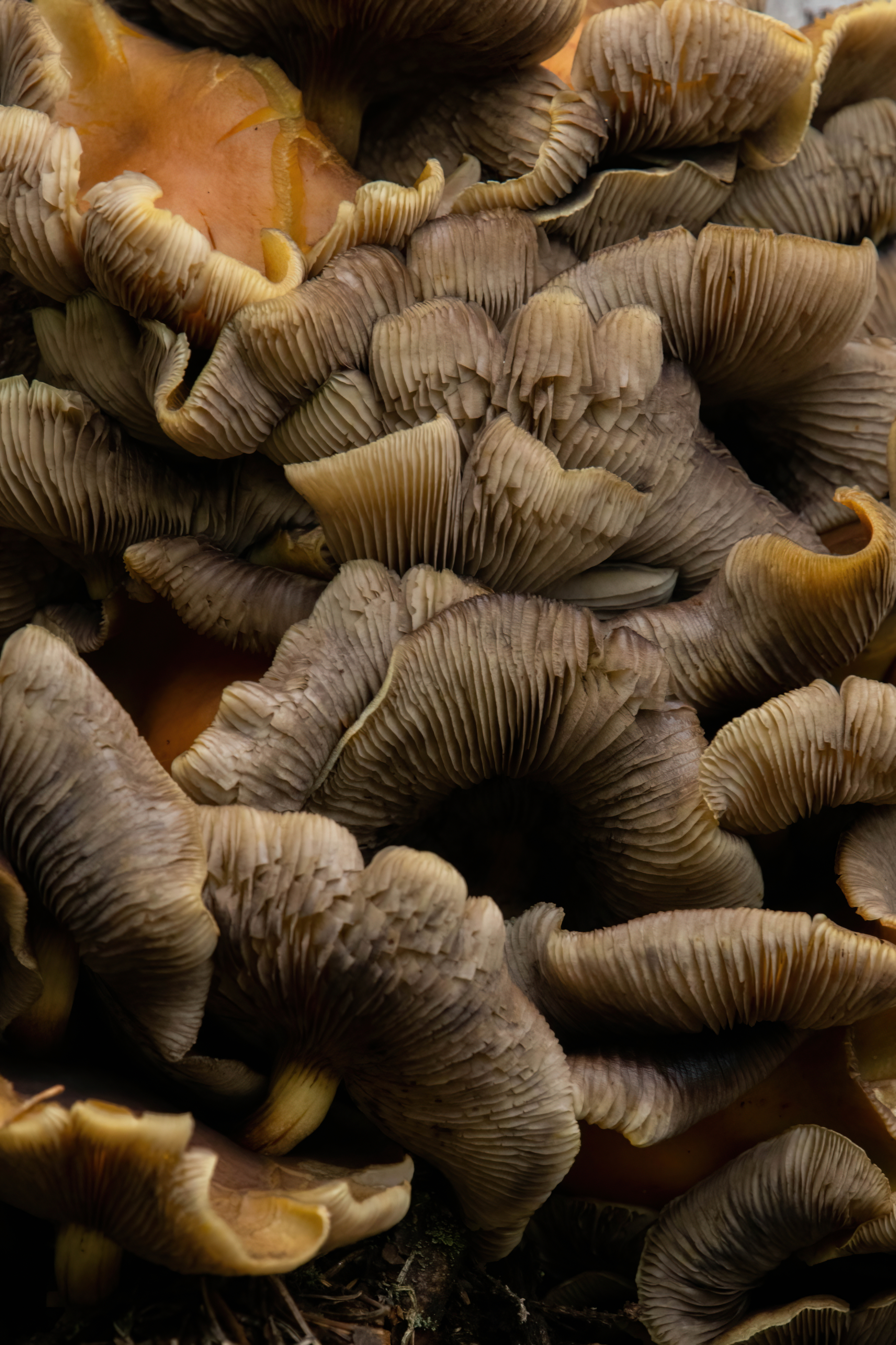 , Калиногорский Юрий