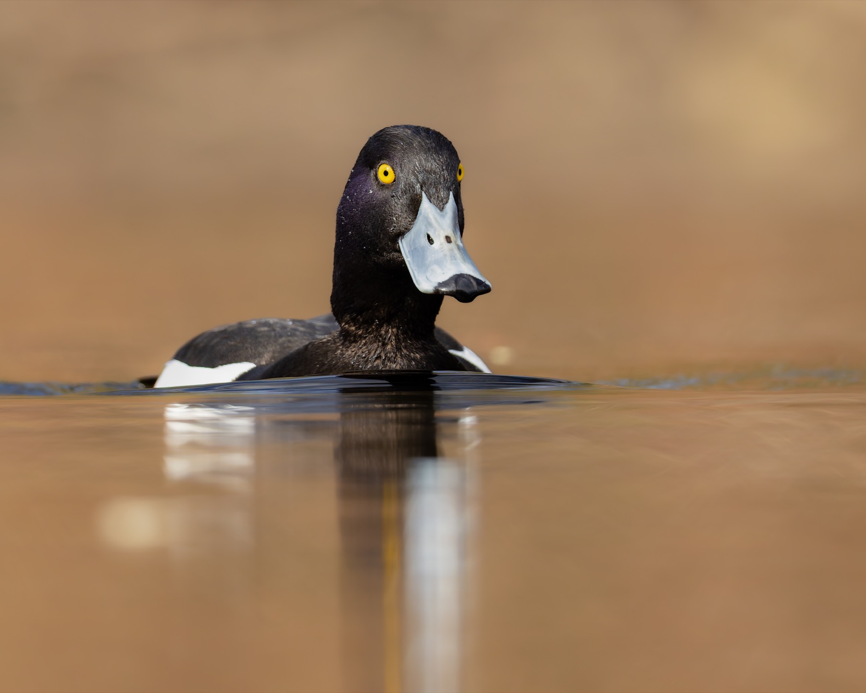 нырок, хохлатая чернеть, чернеть, утка, птицы, Ruslan Pl