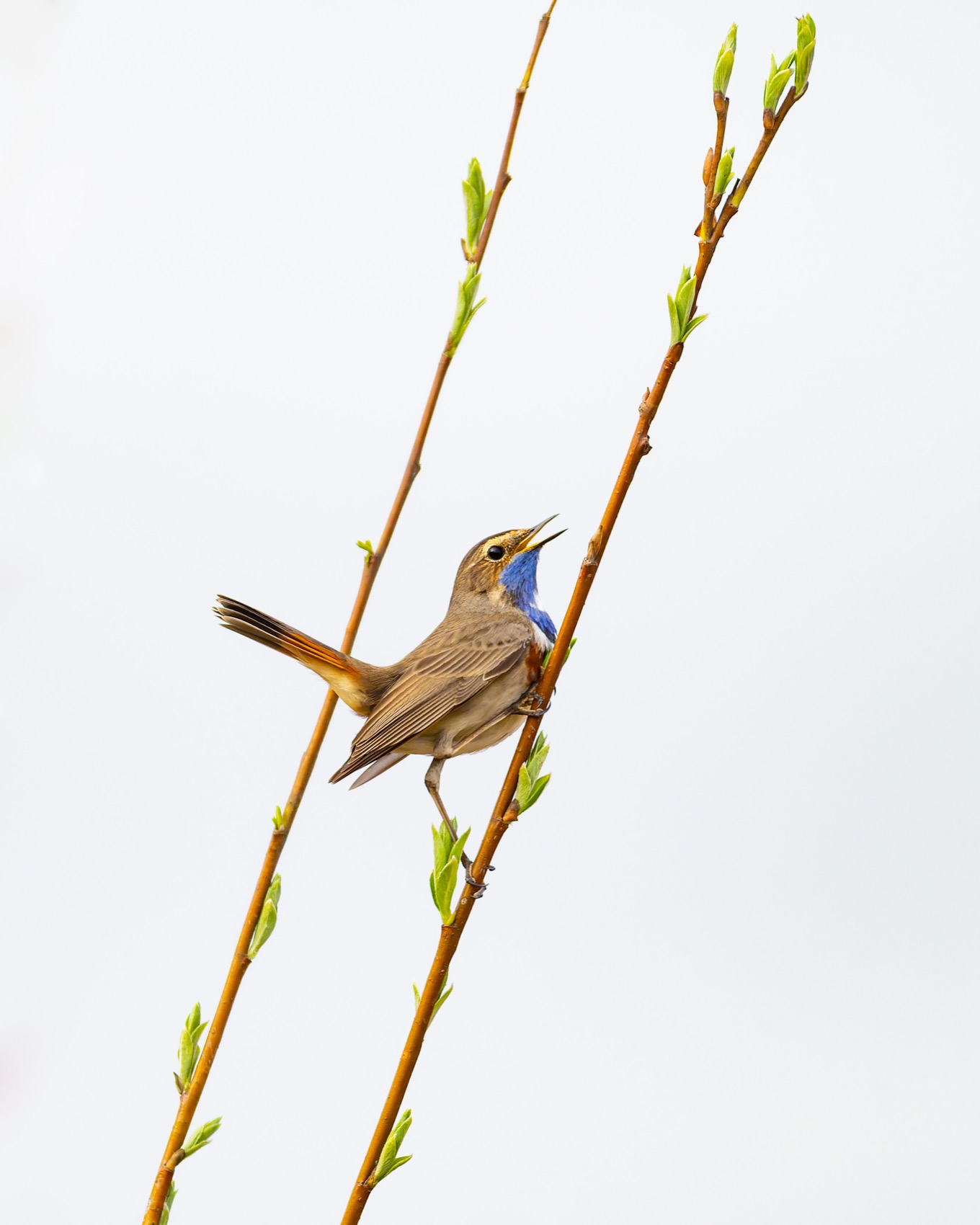 варакушка, птицы, Ruslan Pl