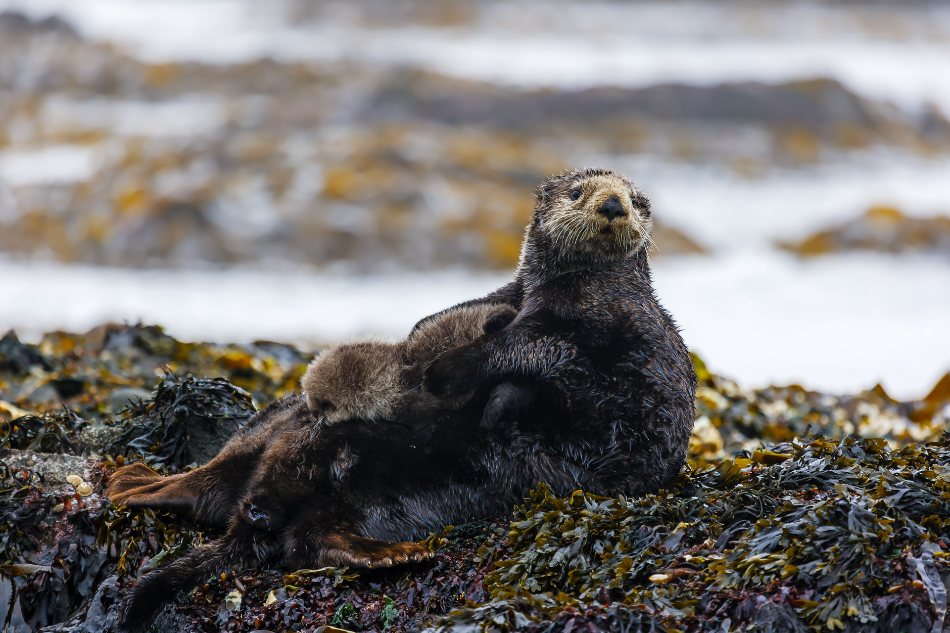 морские млекопитающие; морской бобр; камчатский бобр; морская выдра; enhydra lutris; lutra marina; lutra stelleri; выдра морская; выдра стеллера; остров беринга; камчатка, Уткин Дмитрий