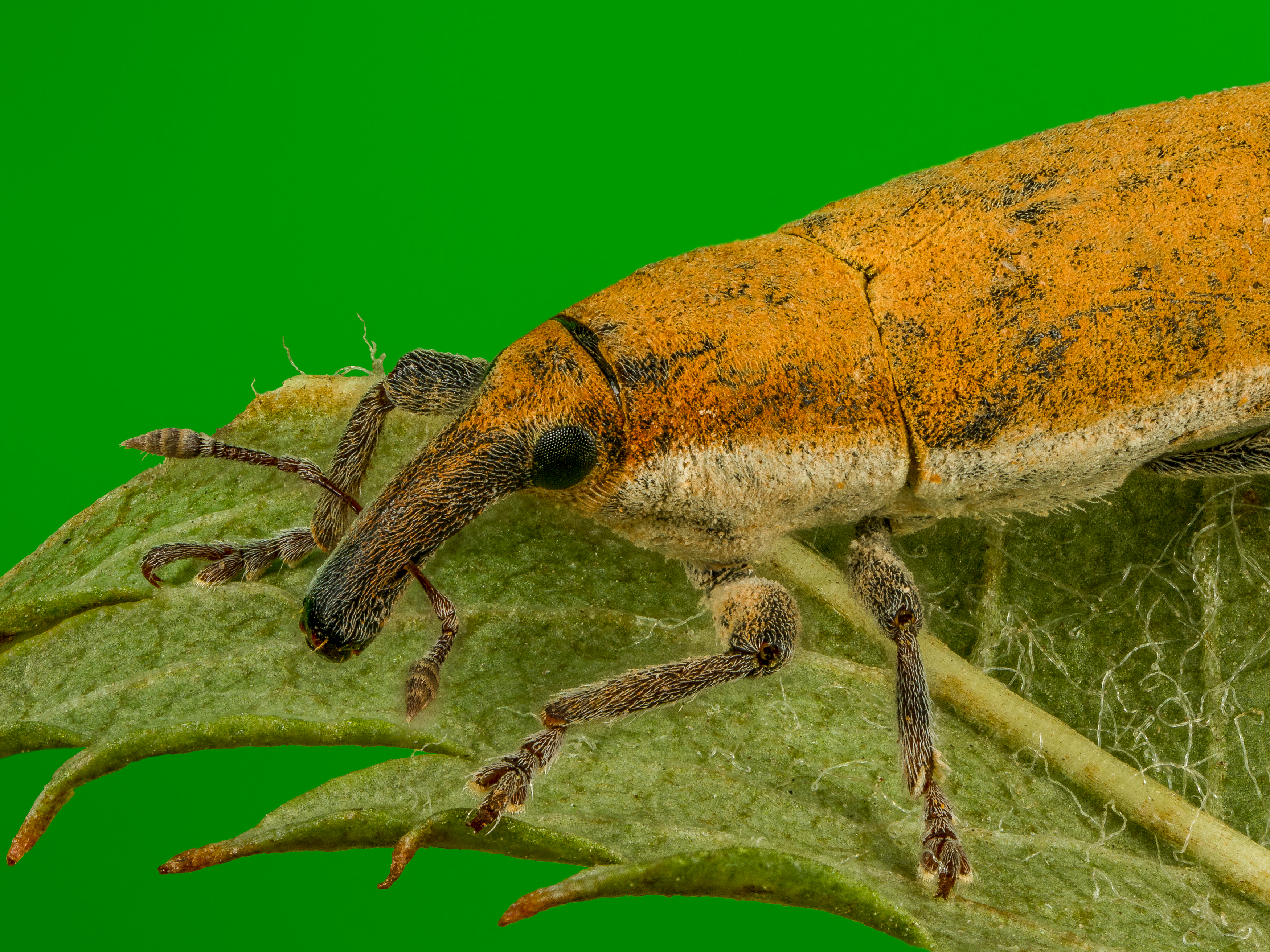 , Андрей Кривов