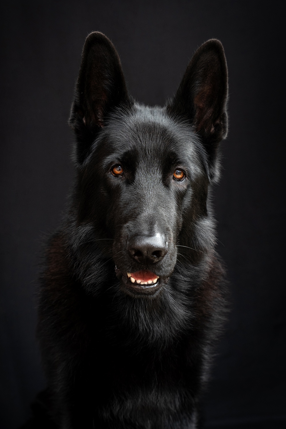 хантер, портрет, собака, чёрный, немецкая овчарка, Анна Иванова