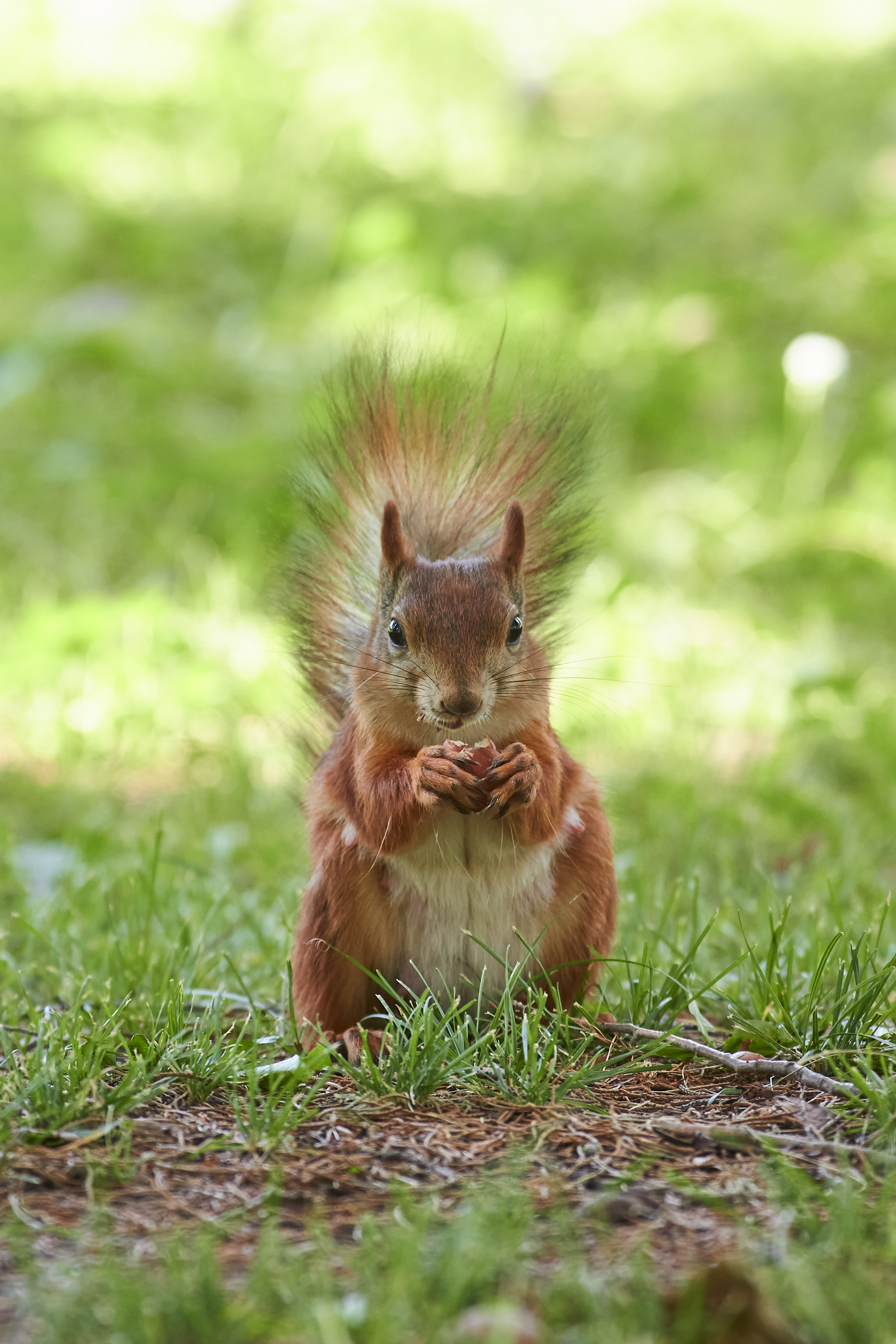 squirrel, volgograd, russia, , Павел Сторчилов