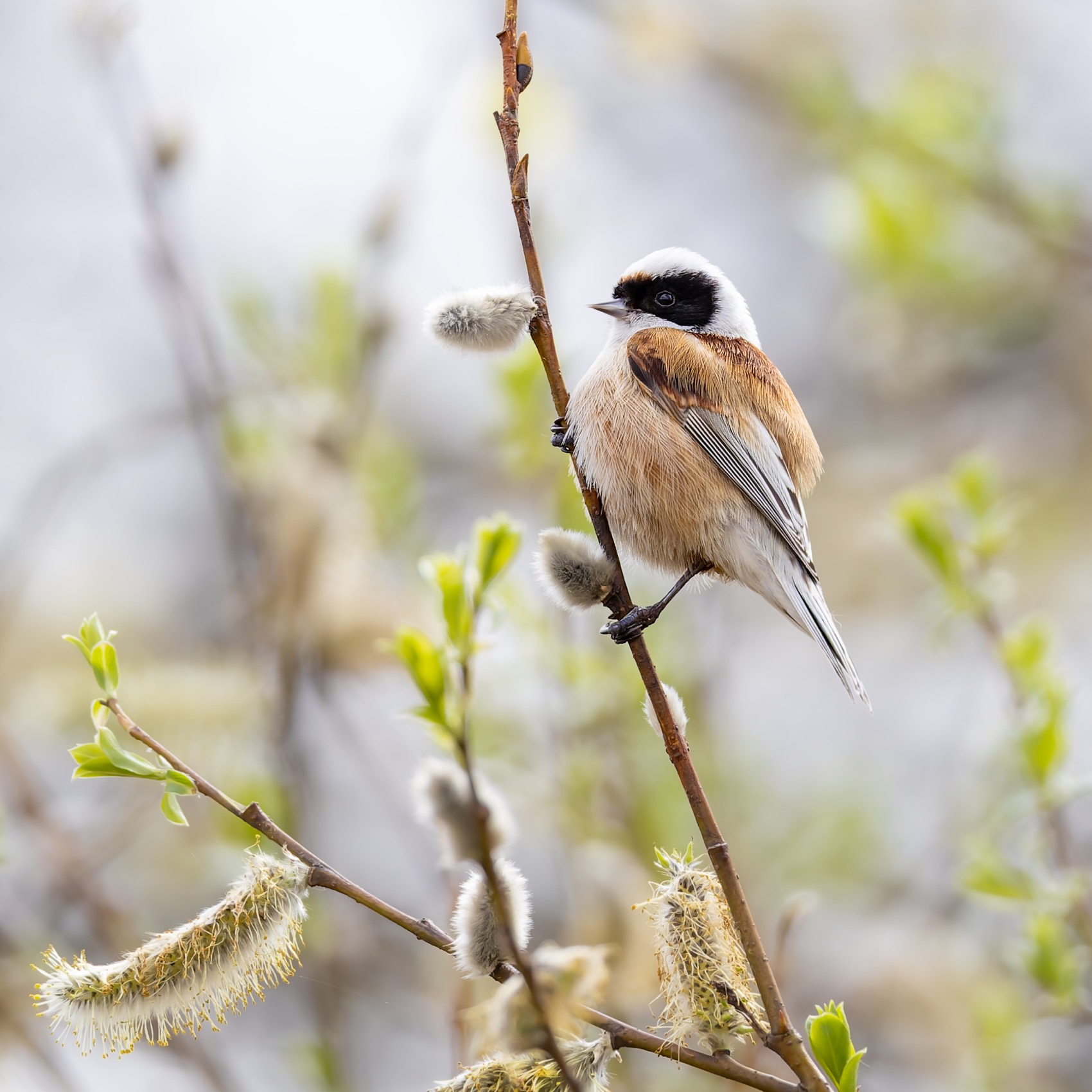 ремез, обыкновенный ремез, птицы, penduline tit, birds, Ruslan Pl
