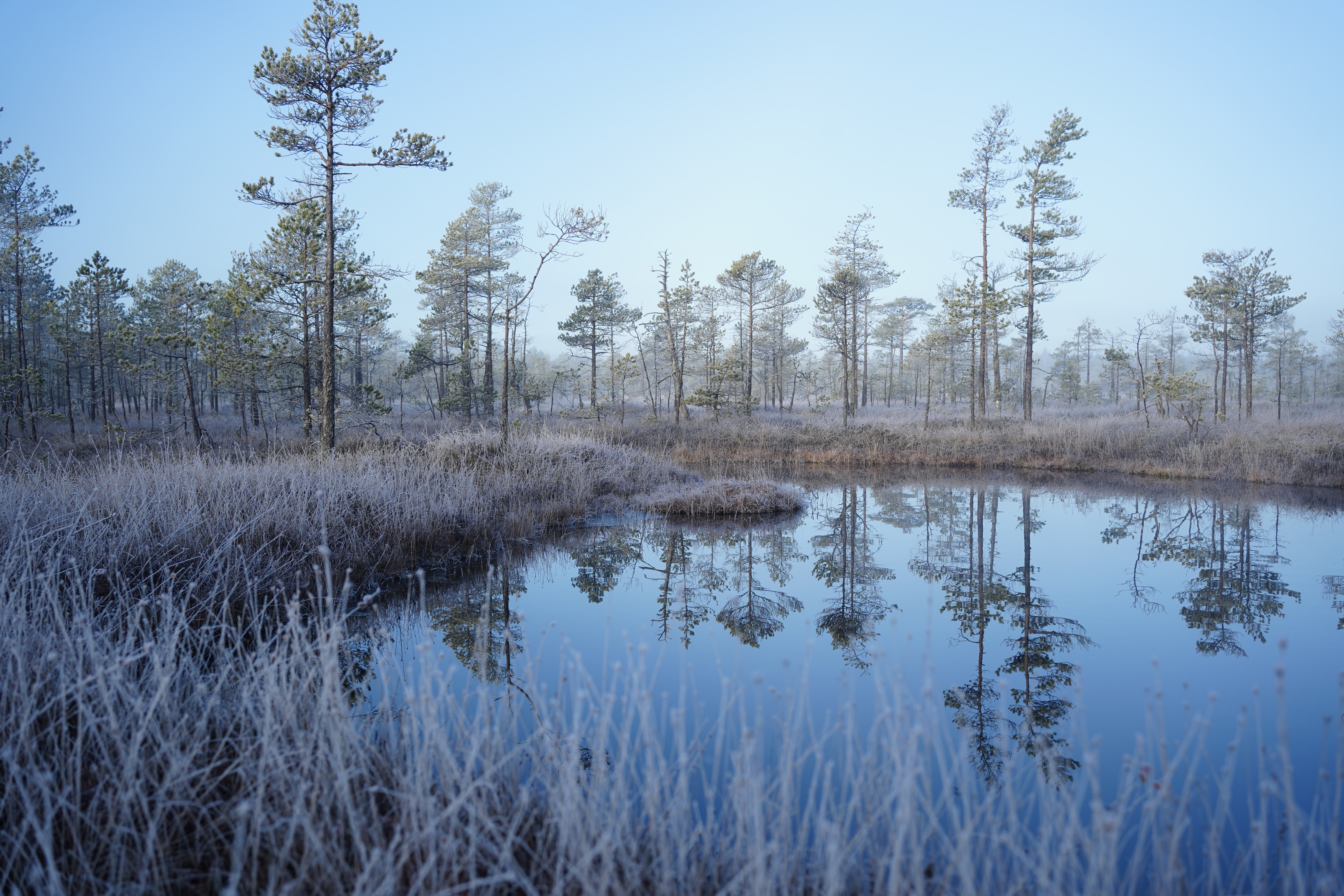 , Алёна Таланова