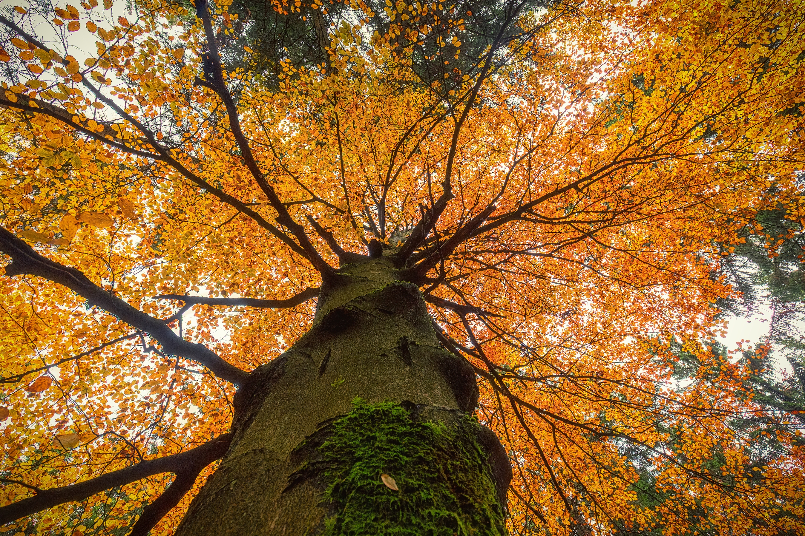 autumn, tree, Petr Fiala