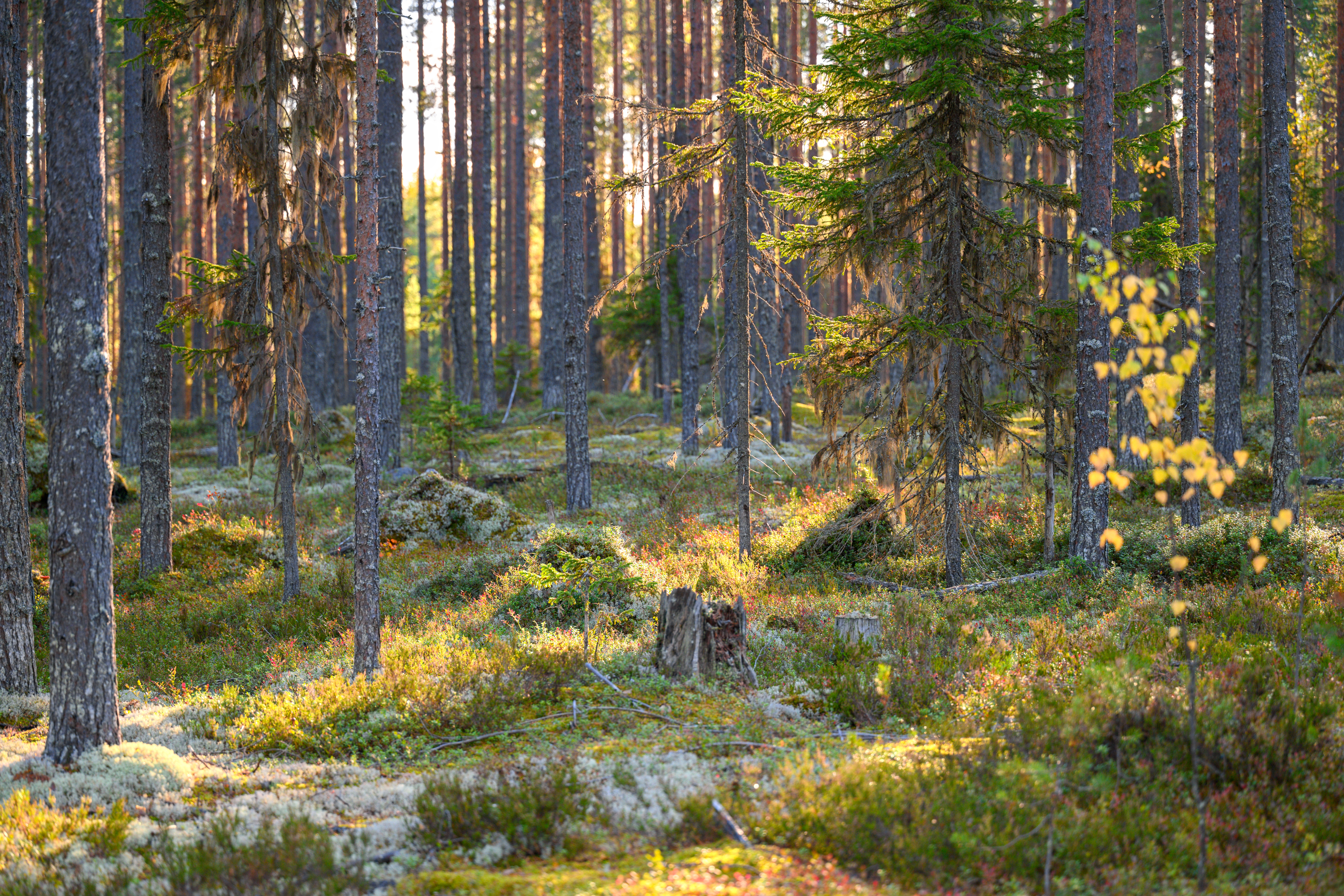 forest, tree, light, foliage, sunlight, morning, meadow, field, autumn, yellow, sunset, pine, evening, moss, Андрей Козлов