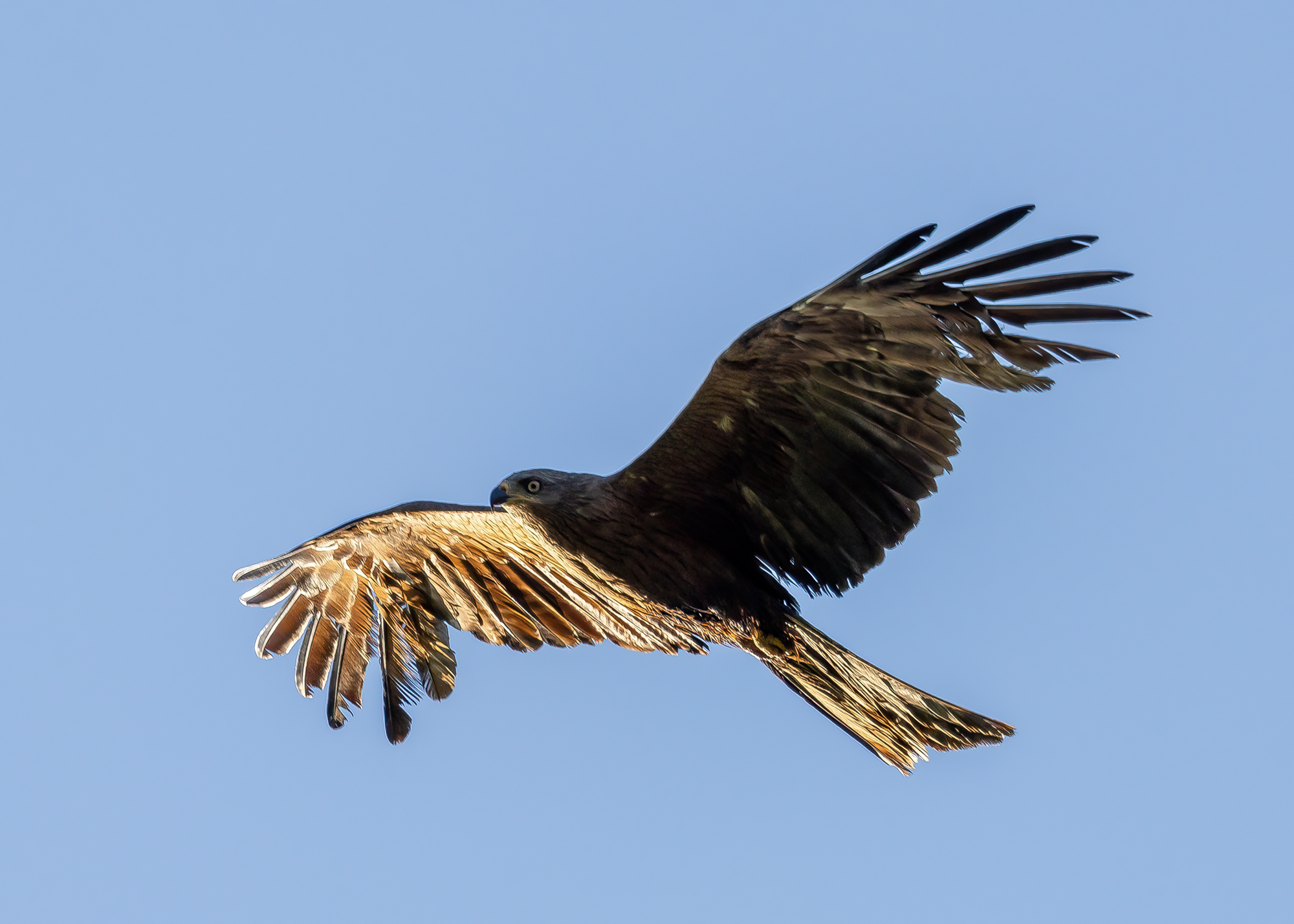 , Кузнецов Дмитрий