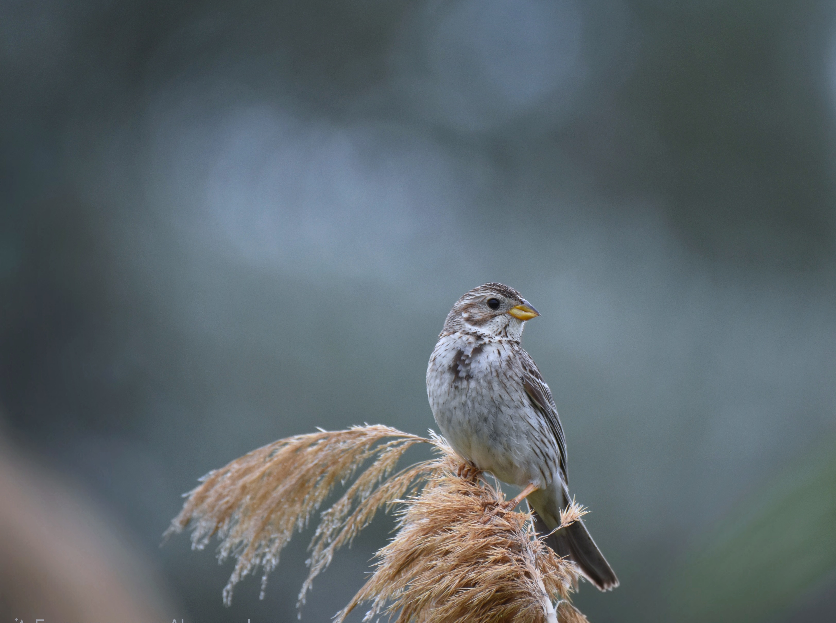 , Герчев Николай