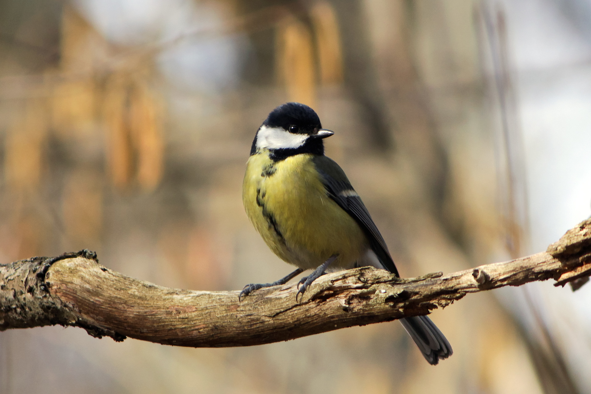 синица, большая синица, parus major, КарОл