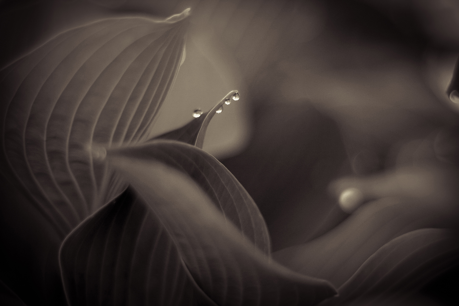 , Александр Азаренков