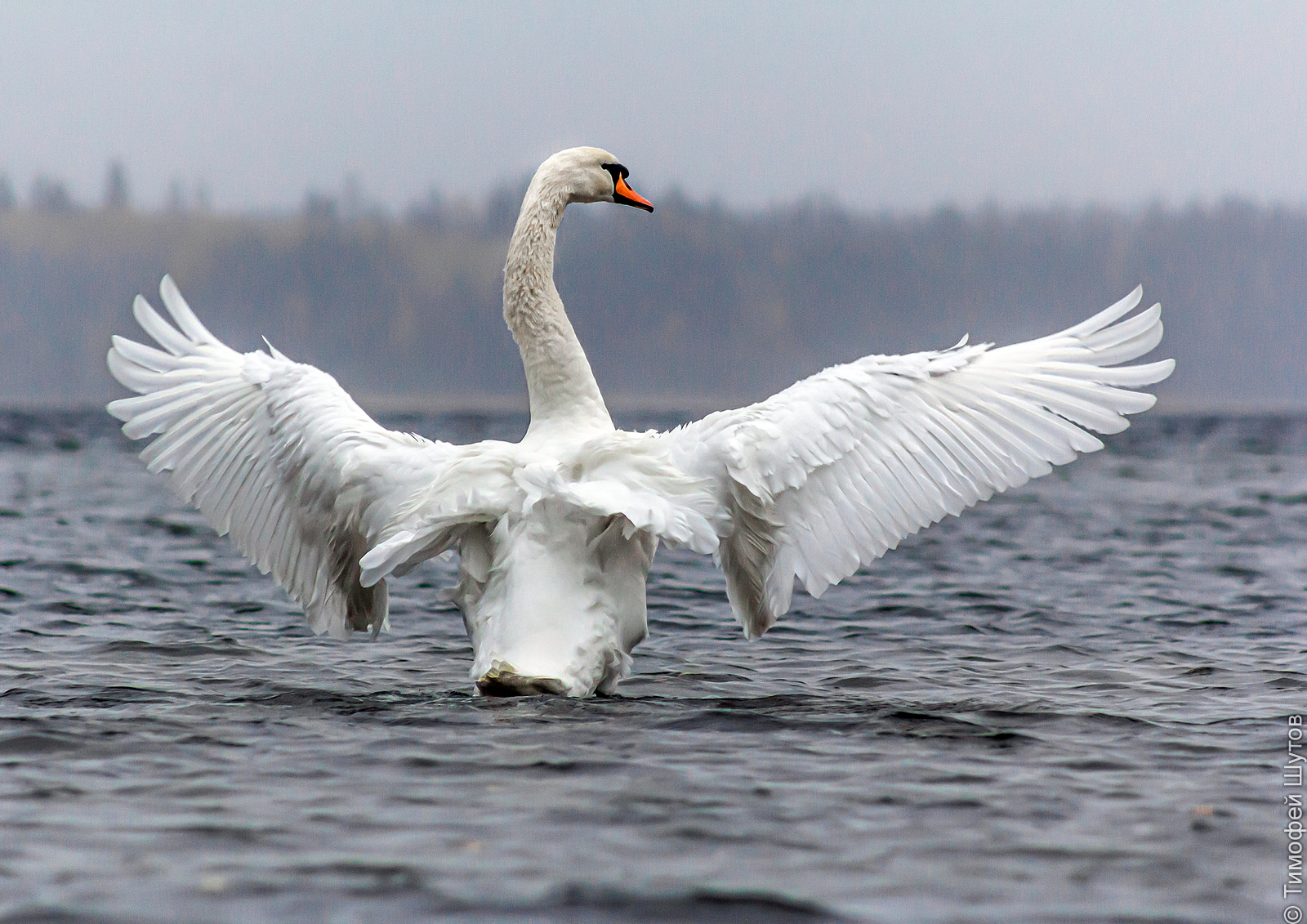 валдай, Тимофей Шутов