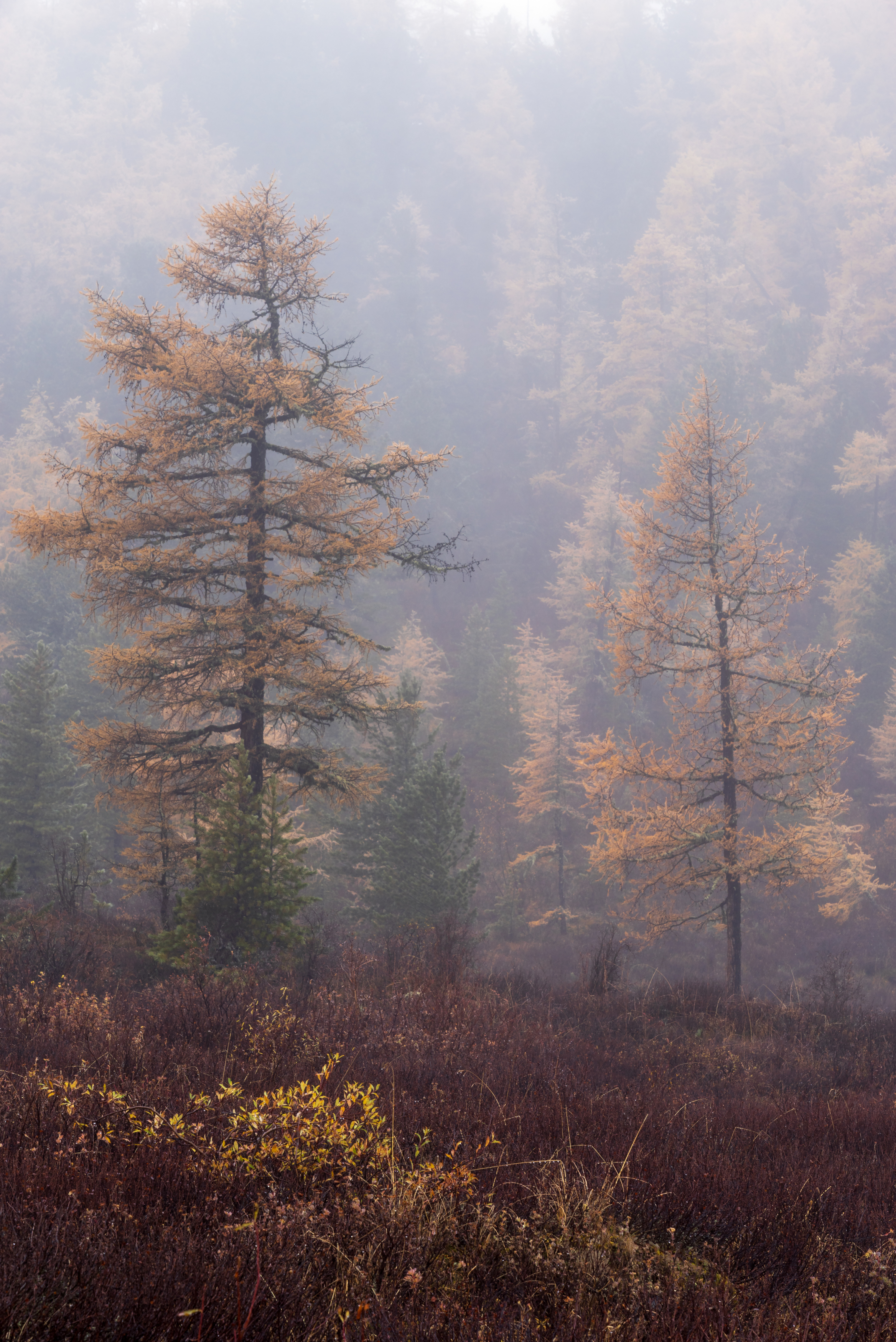 , Oleg Matronitskiy  olegmatr@mail.ru