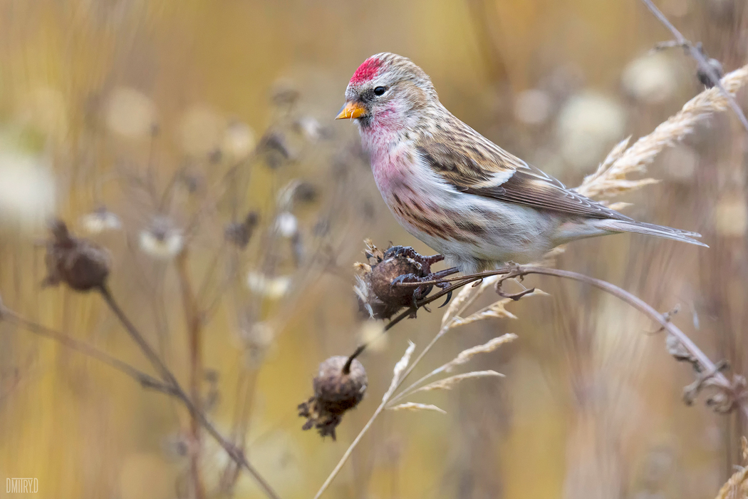 , Дмитрий Доронин
