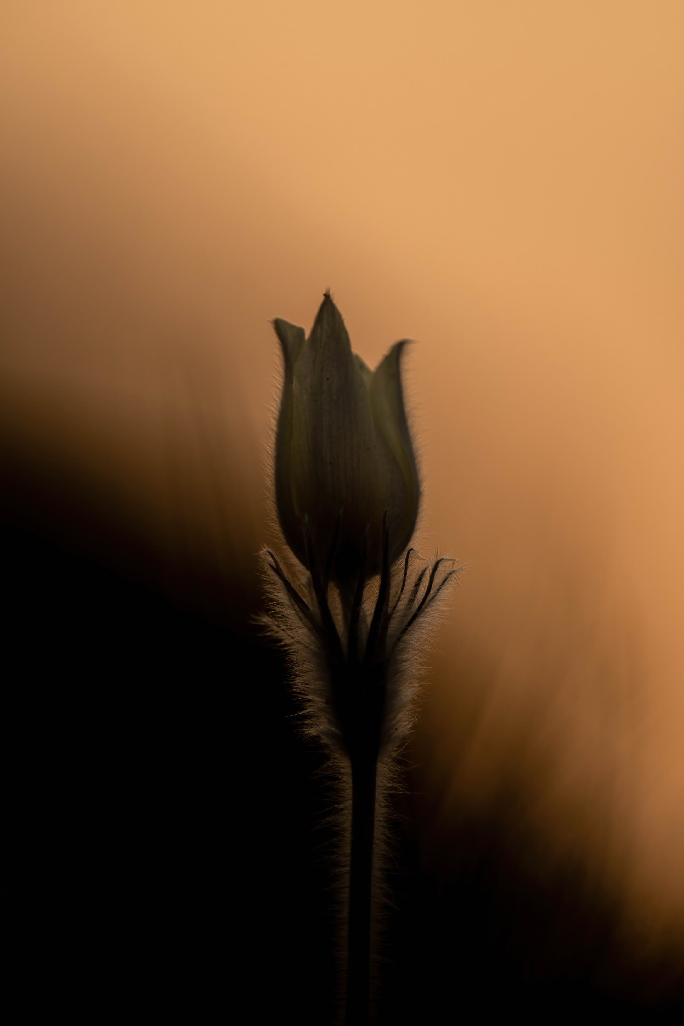 прострел, Калиногорский Юрий