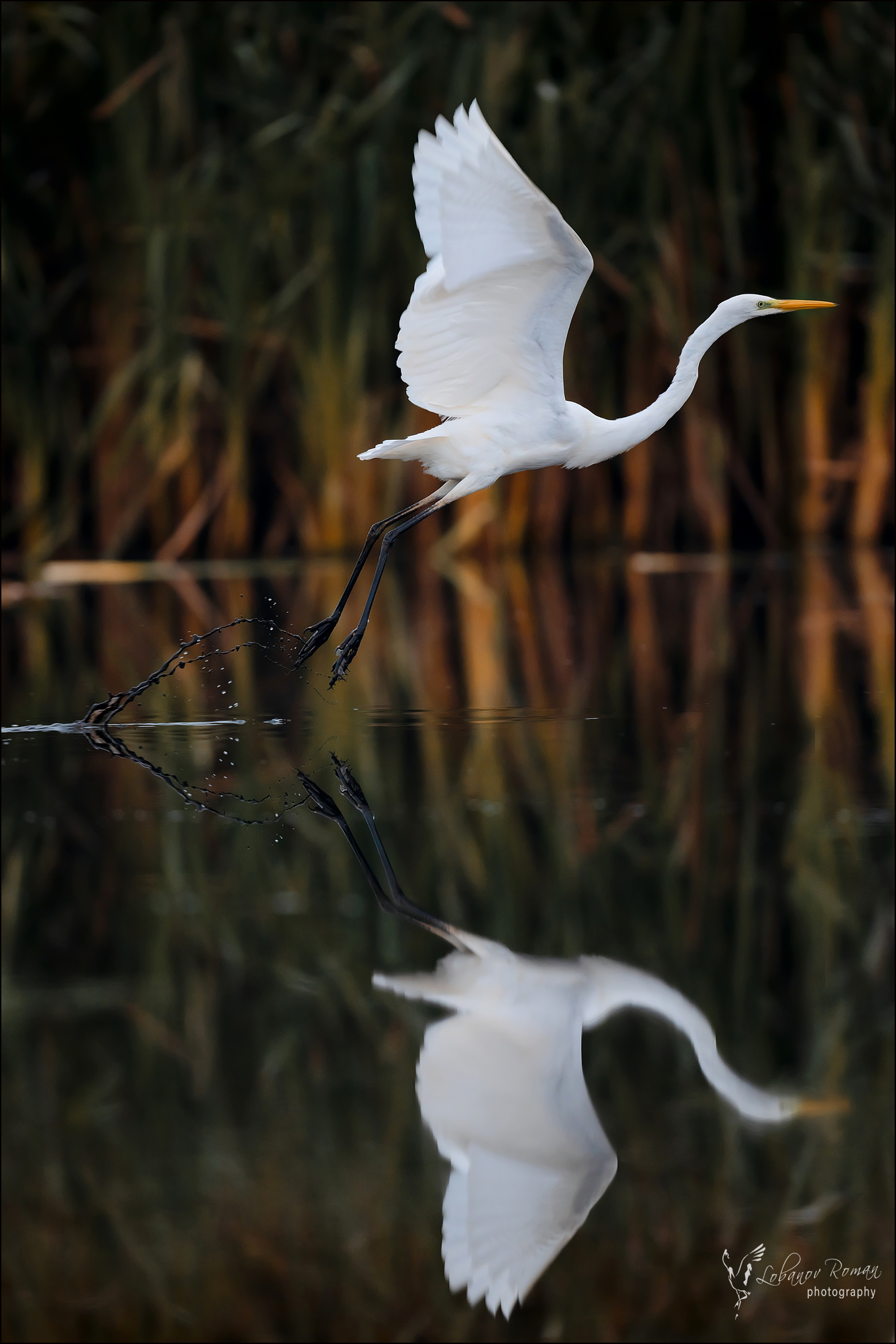 , Лобанов Роман