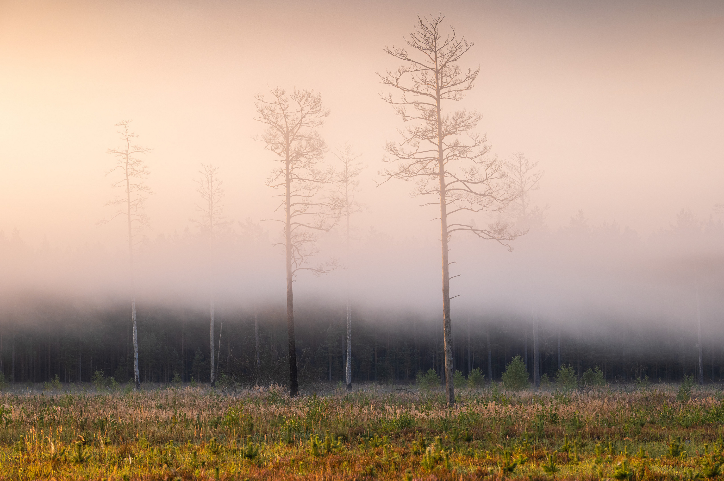 , Гордон Николай