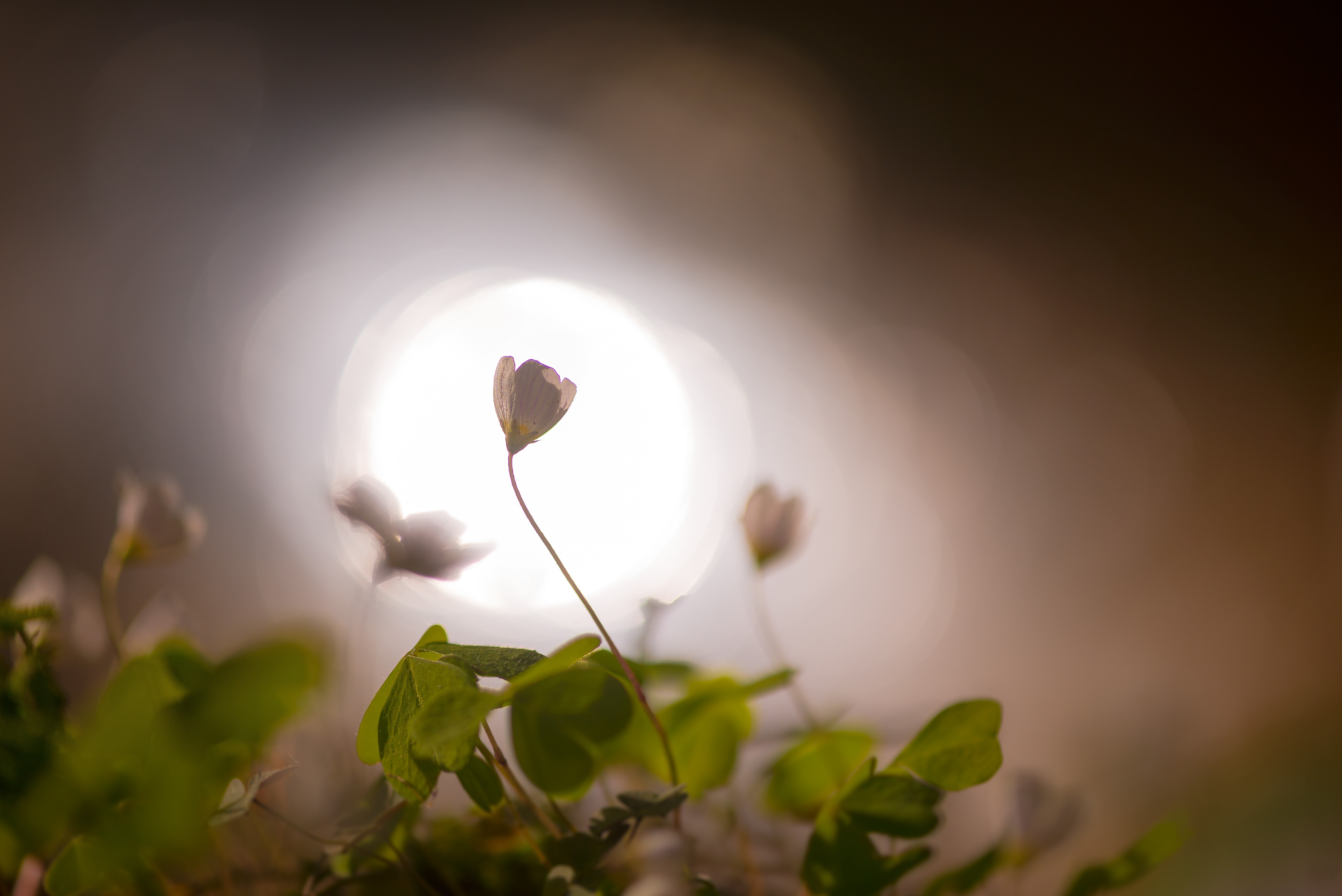 Кислица, весна, Соварцева Ксения