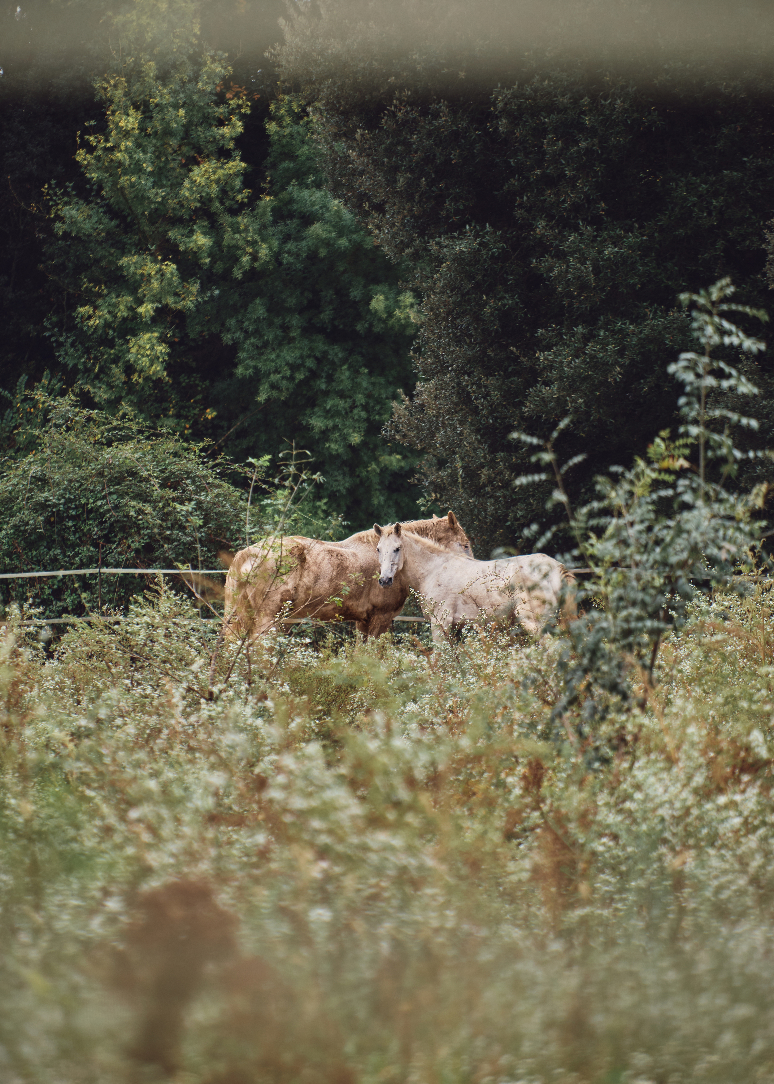 , Владимир Эделев