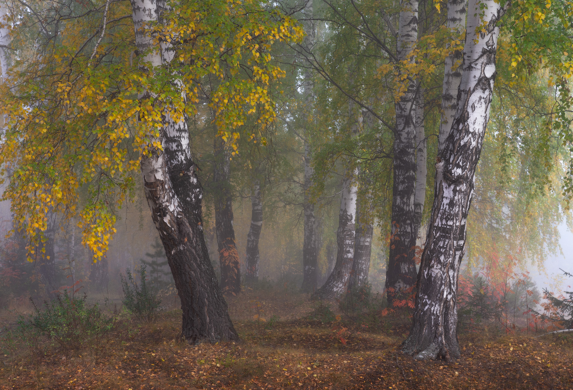 , Обухов Николай
