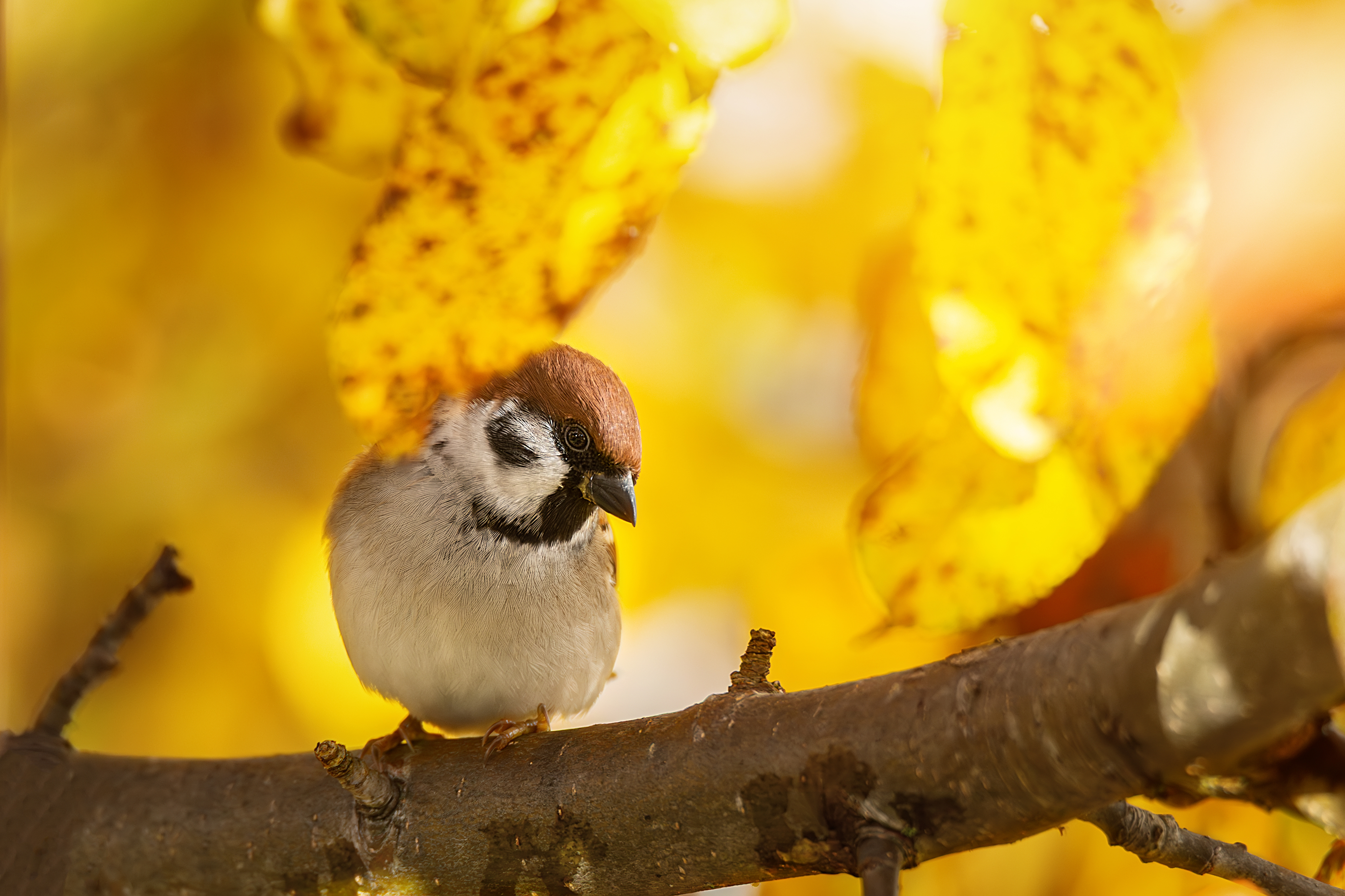 , Корнеев Алексей