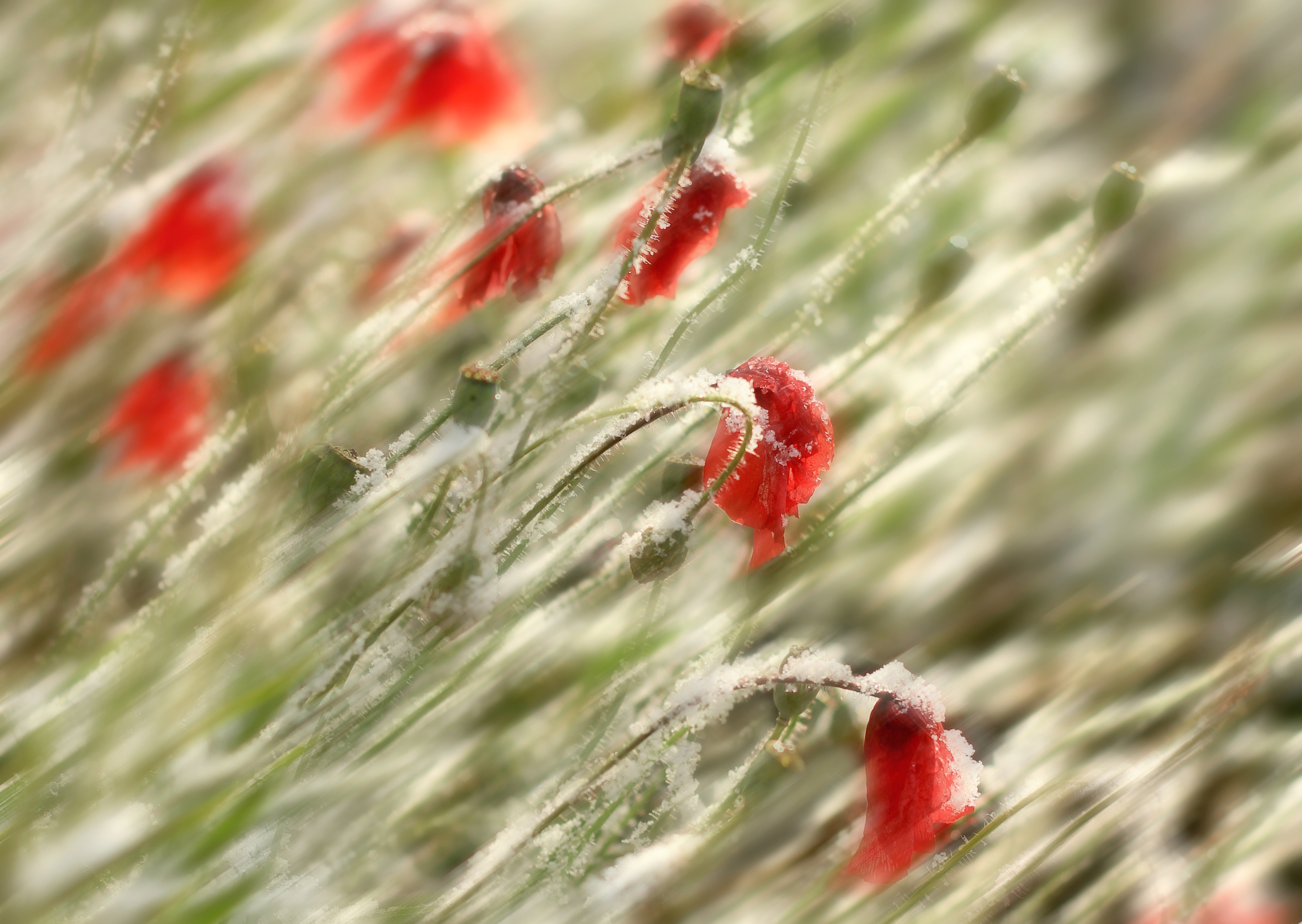 , Лайко Марина