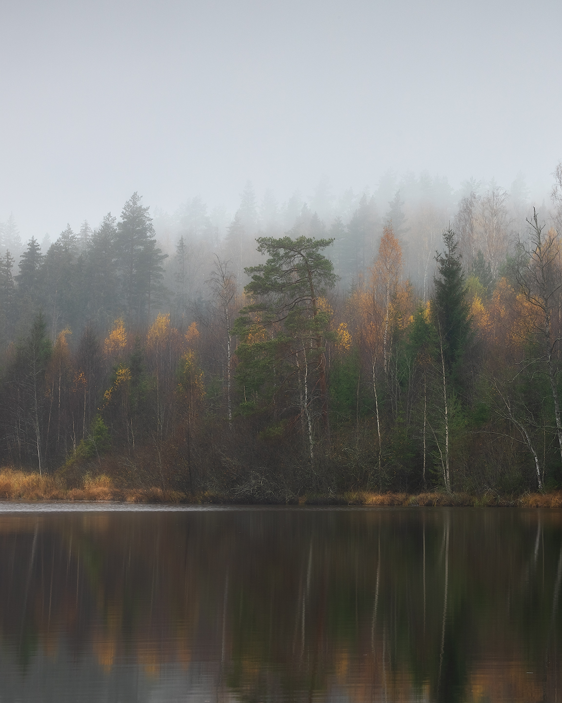 осень, лес, ленобласть, Марголин Алексей