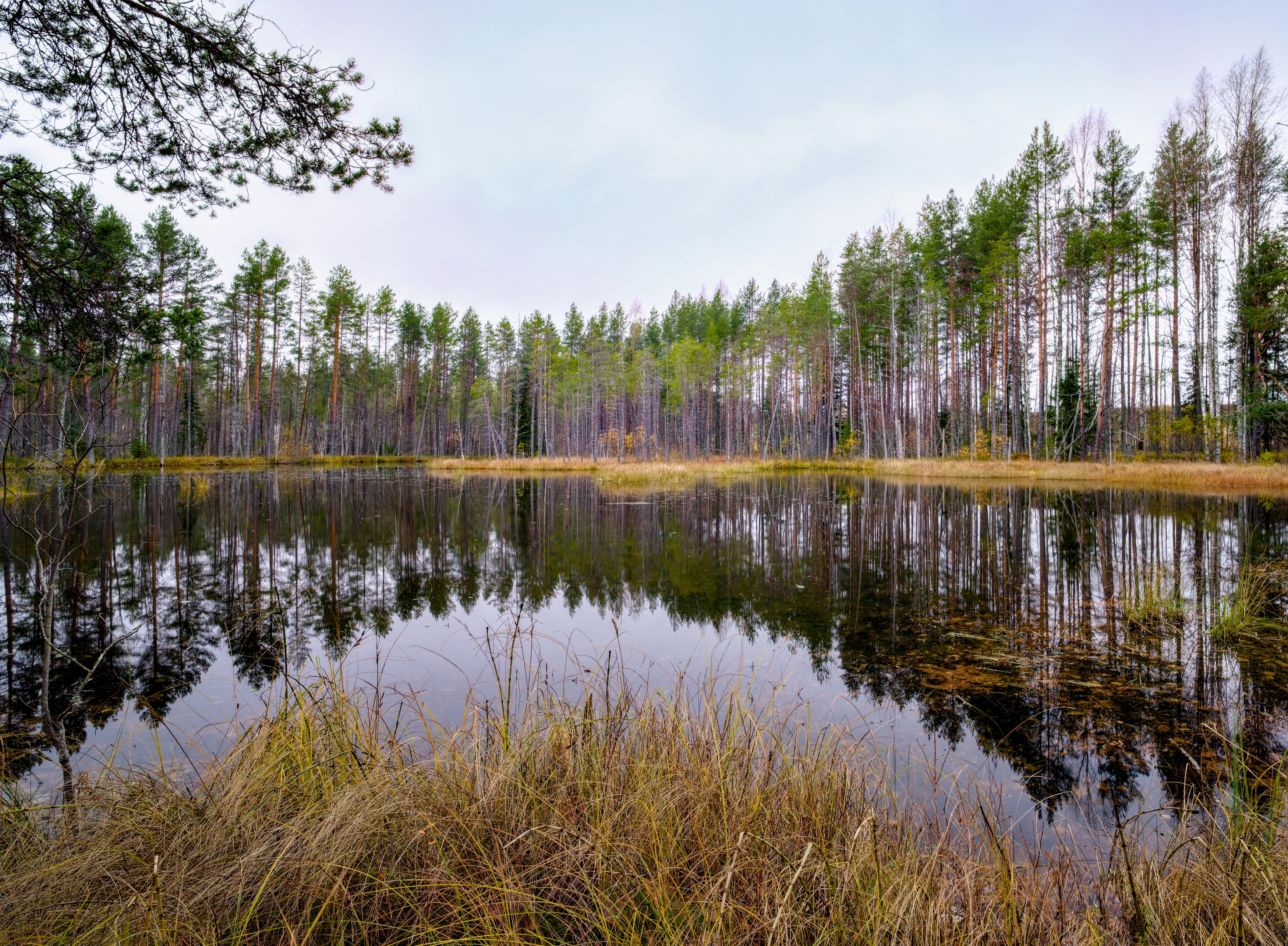 осень болото тучи лес озеро, Igor Shishpanov