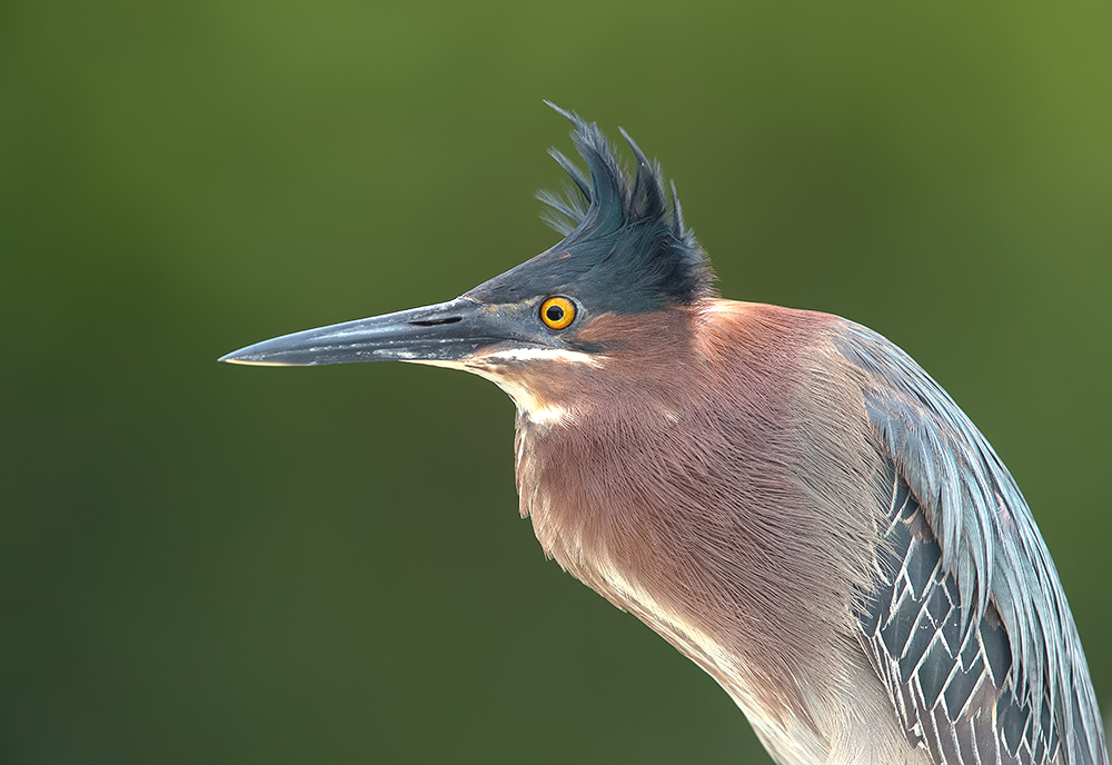 green heron, американская зелёная кваква, кваква, техас, egret, heron, Etkind Elizabeth