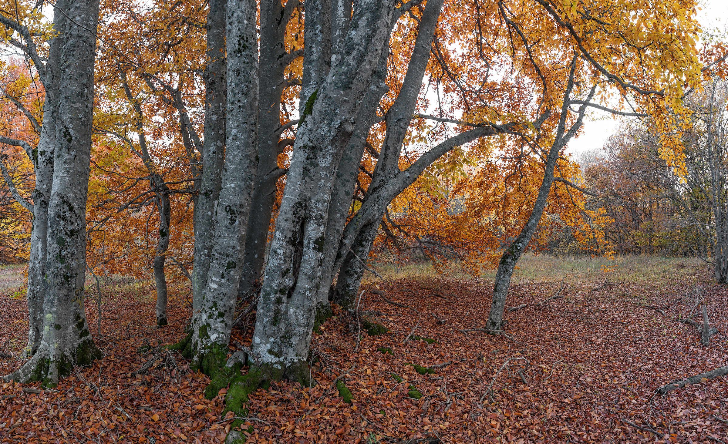 , Гусаченко Андрей