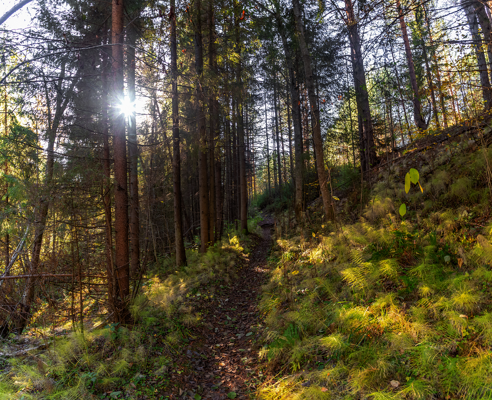 тропинка, лес, солнце, овраг., Анкудинов Леонид