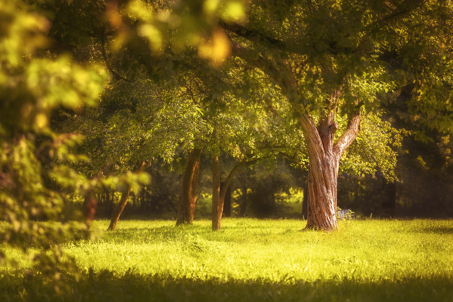 , Александр Аседач