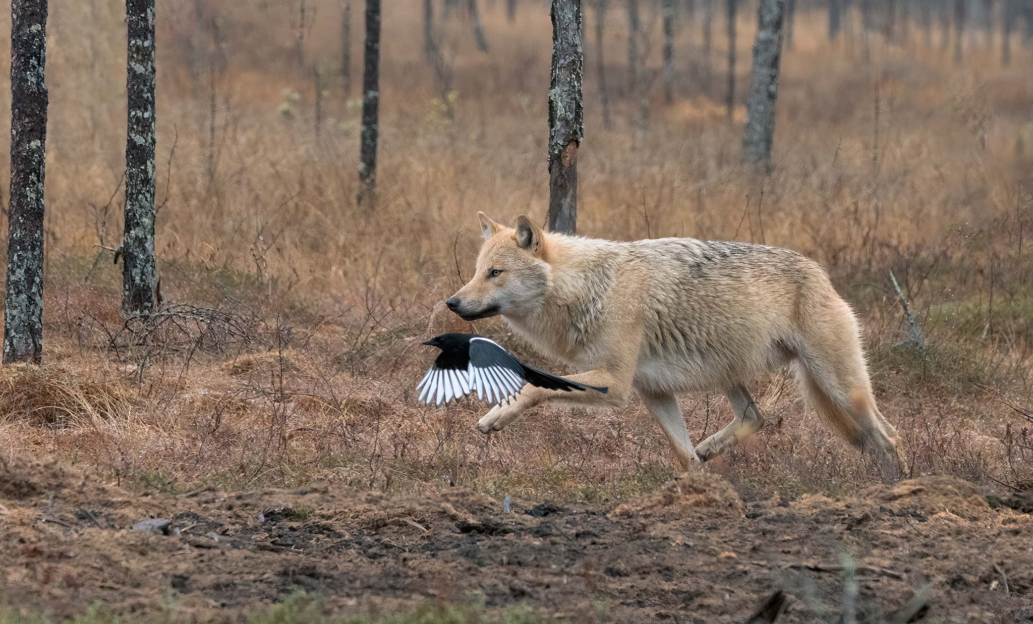 wolf, animals, nature, wildlife, canon, MARIA KULA