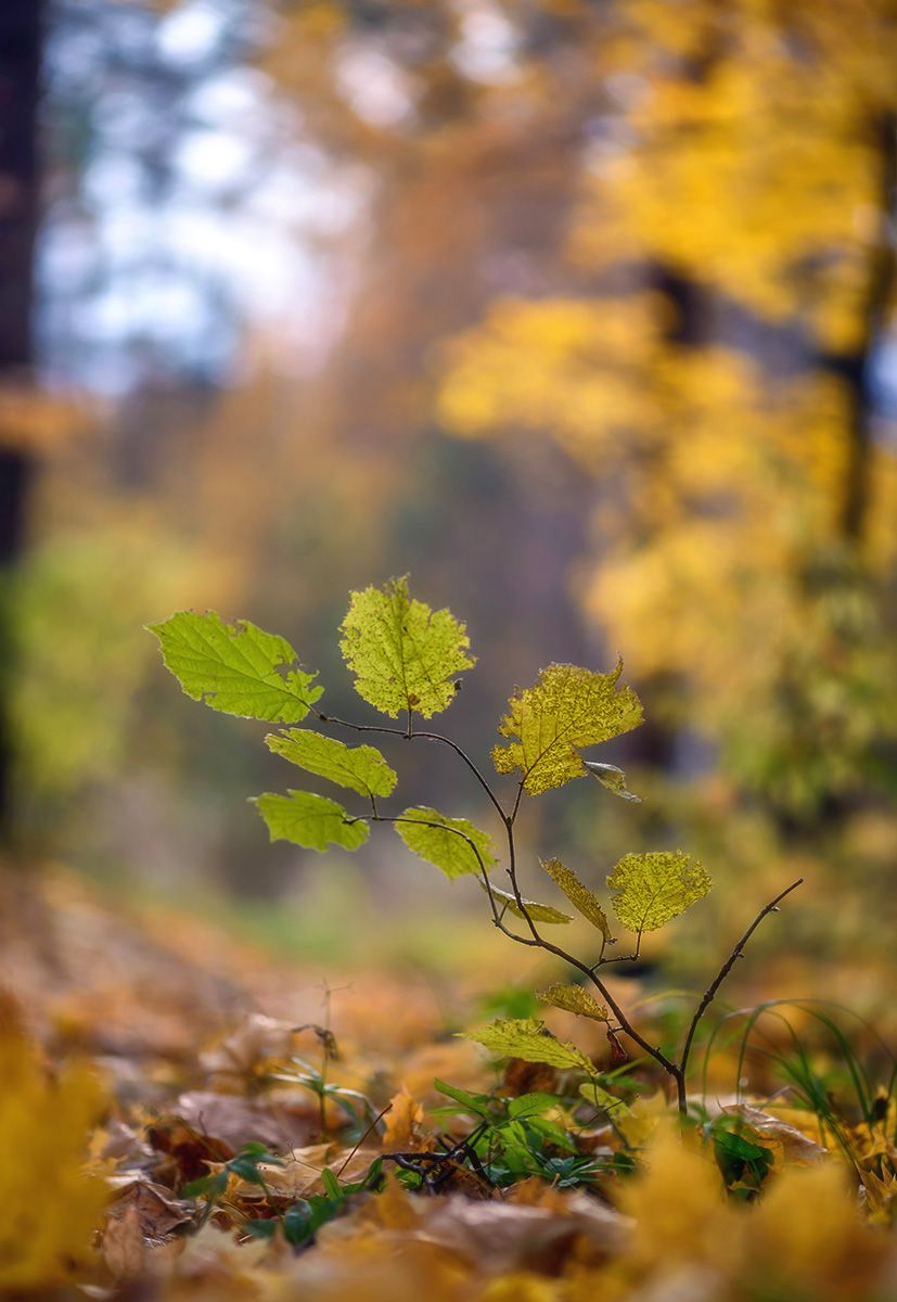 , Наиля Гарифуллина