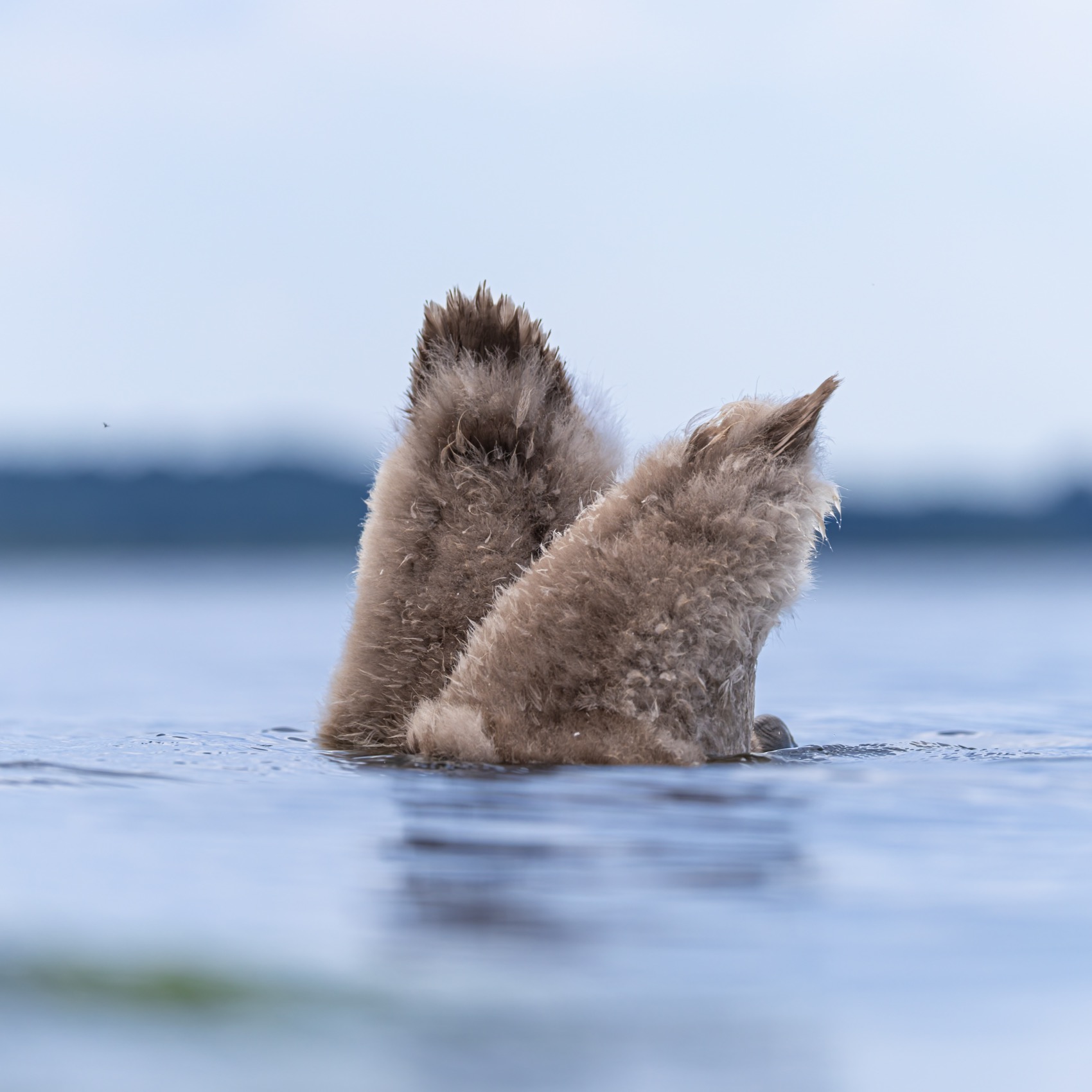 шипун, лебедь, лебедь шипун, лебедь-шипун, финский залив, Ruslan Pl