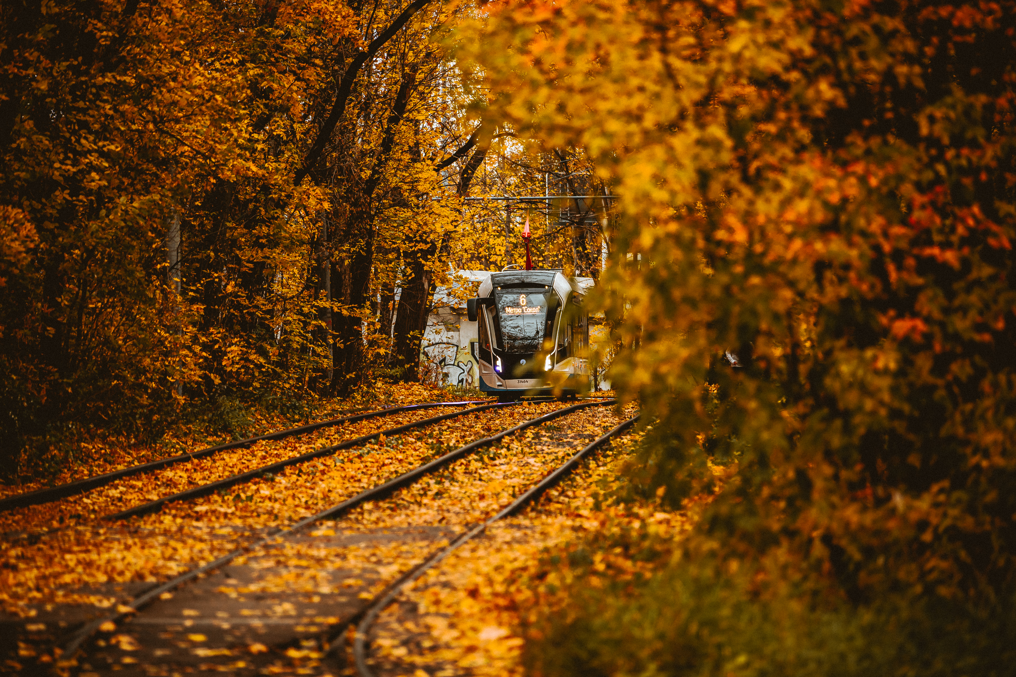 , Трепольский Дмитрий